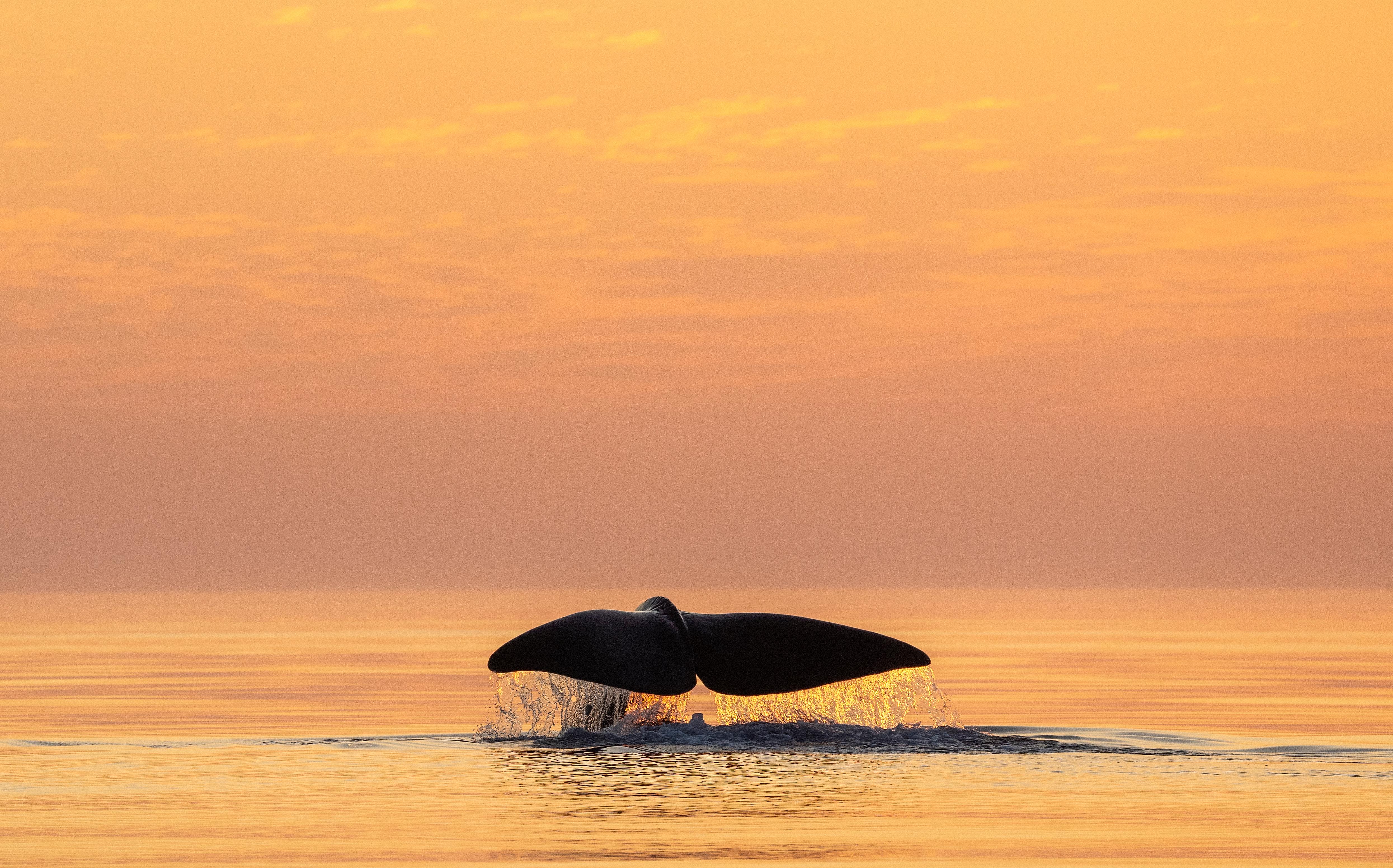 Whale tale above the water outside of Andøya in Vesterålen, Northern Norway