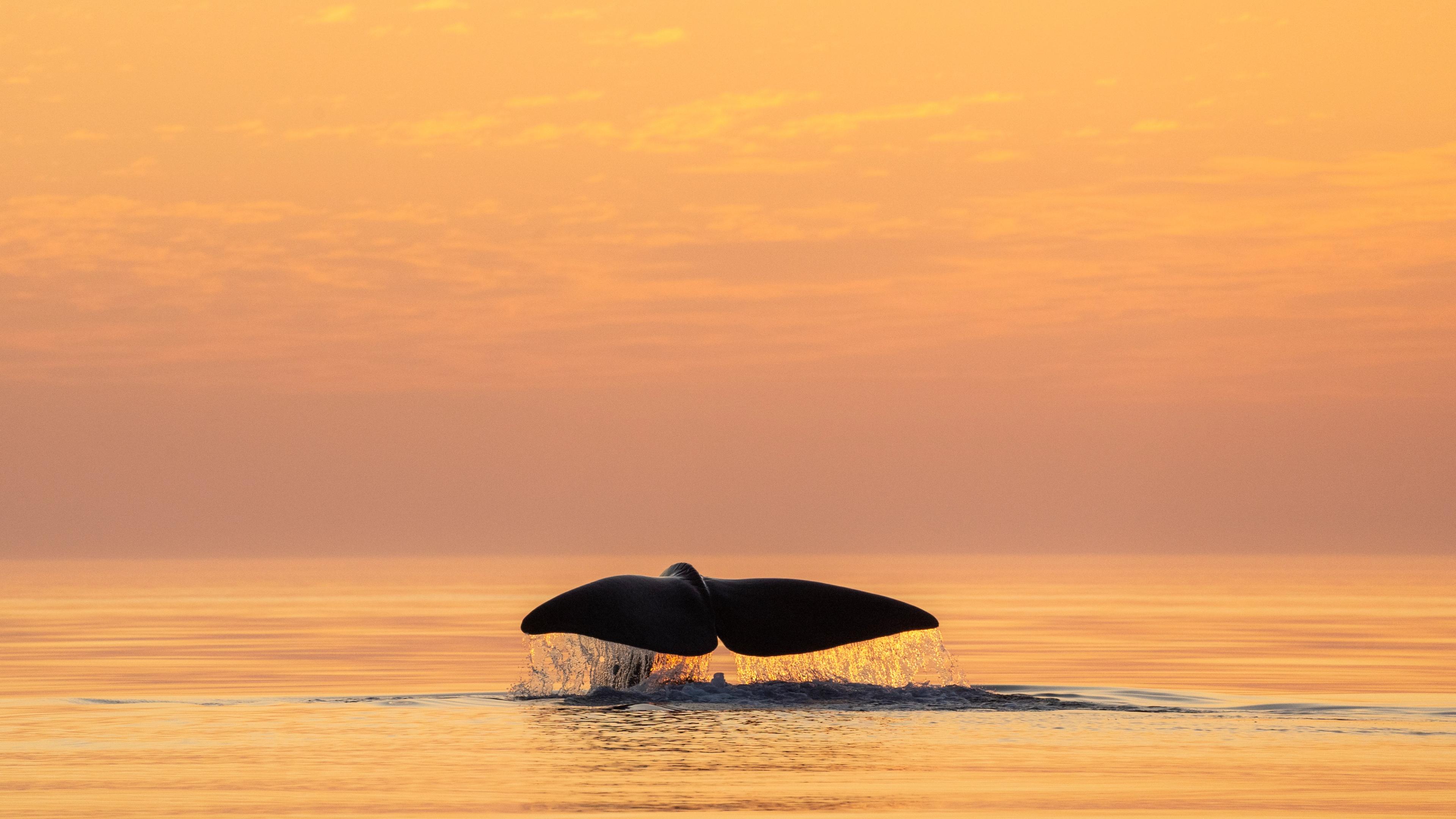 Whale tale above the water outside of Andøya in Vesterålen, Northern Norway