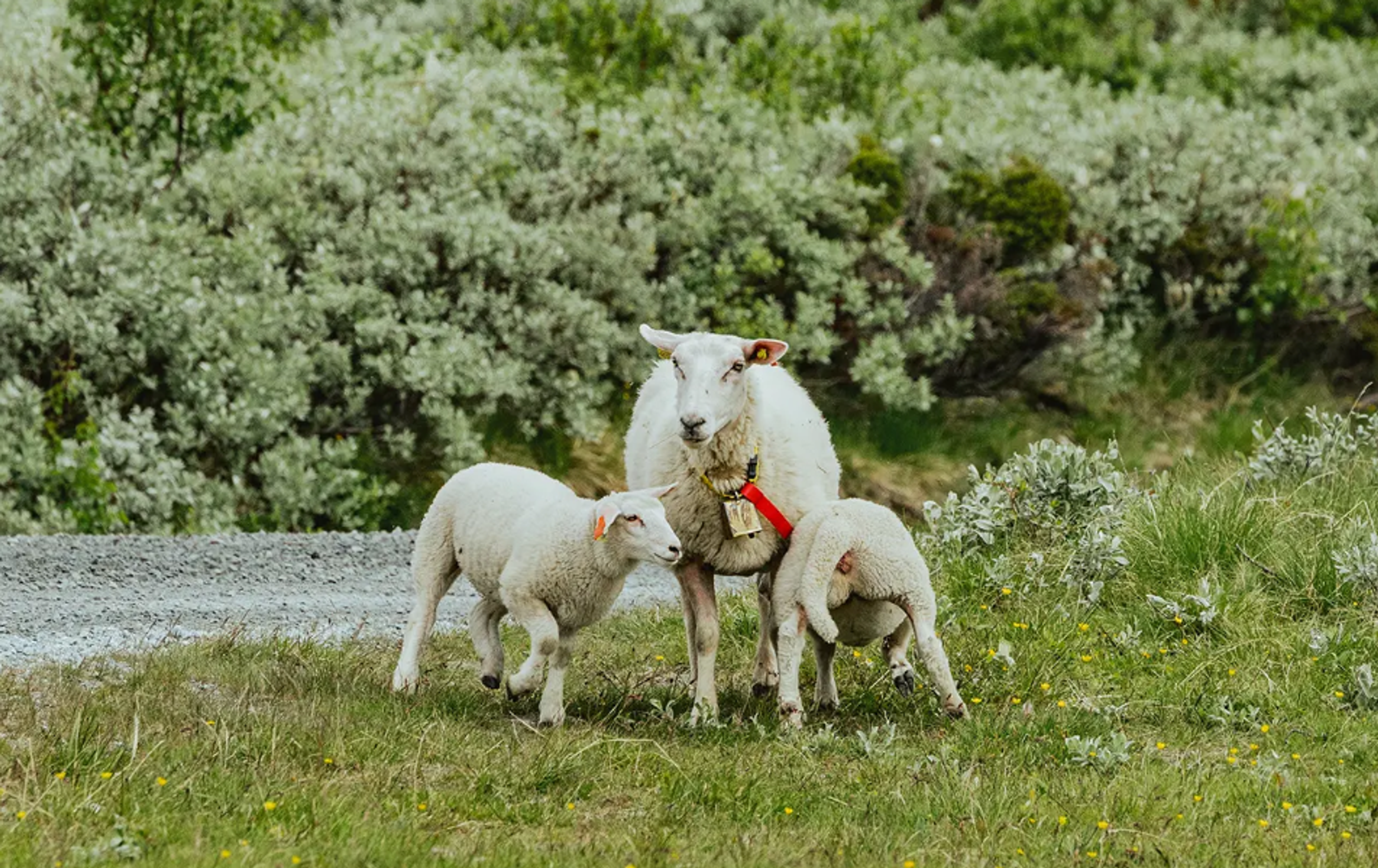 Sheep with two lambs in the mountain