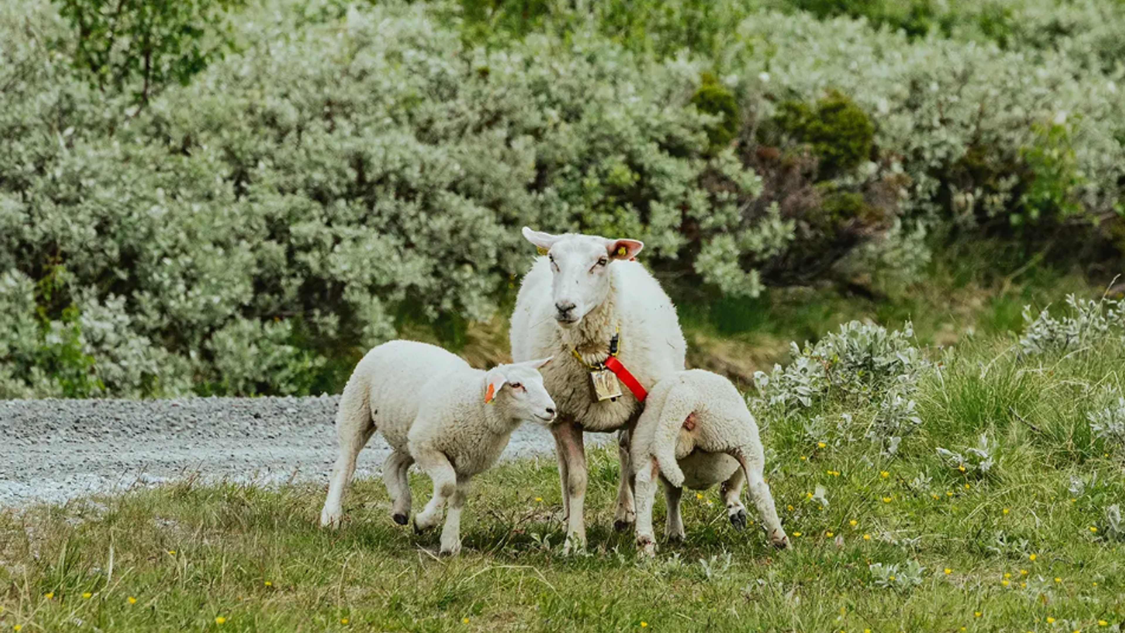 Sheep with two lambs in the mountain