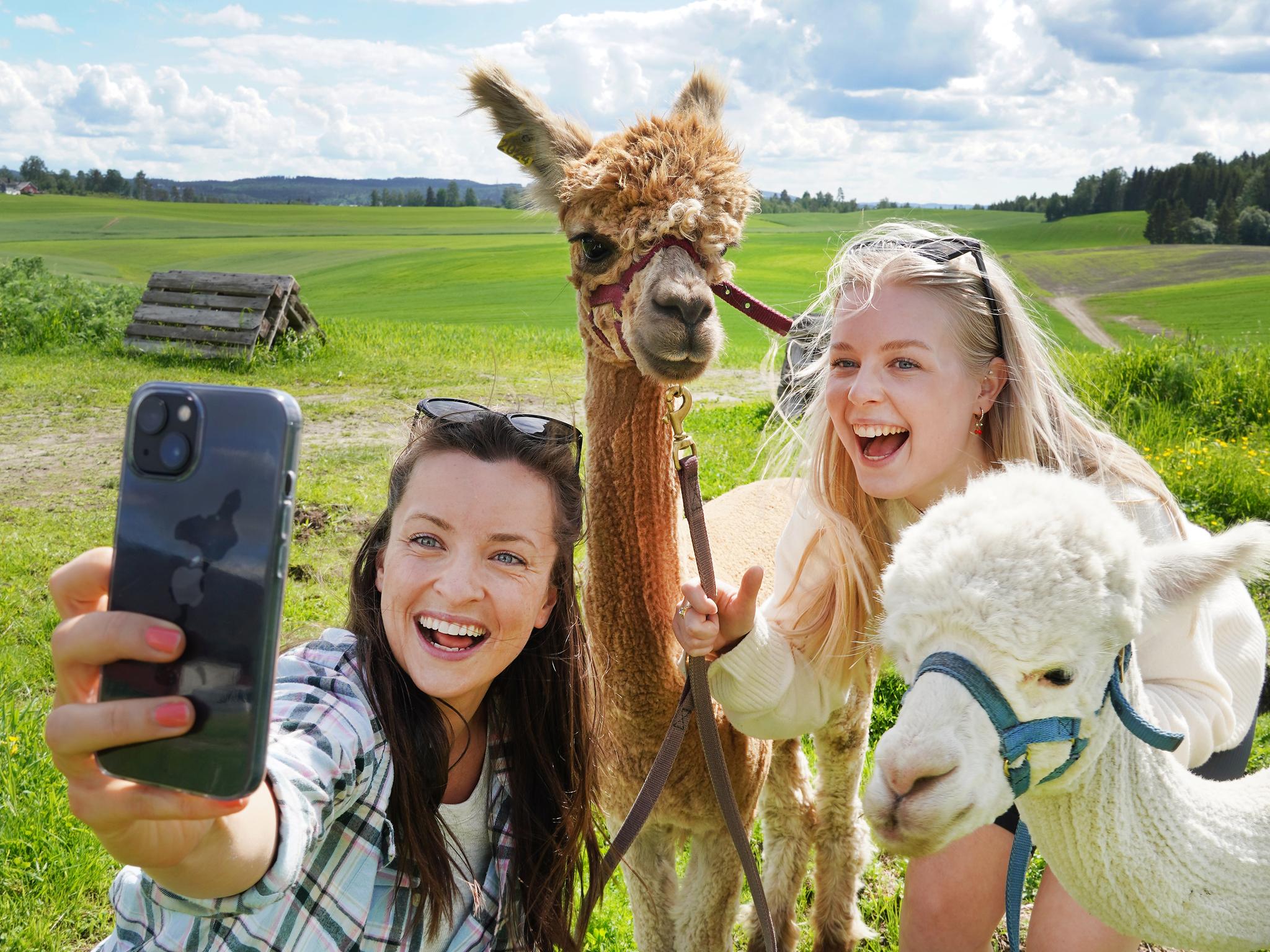 Two girls taking a selfie with two alpacas in Norway in summer.