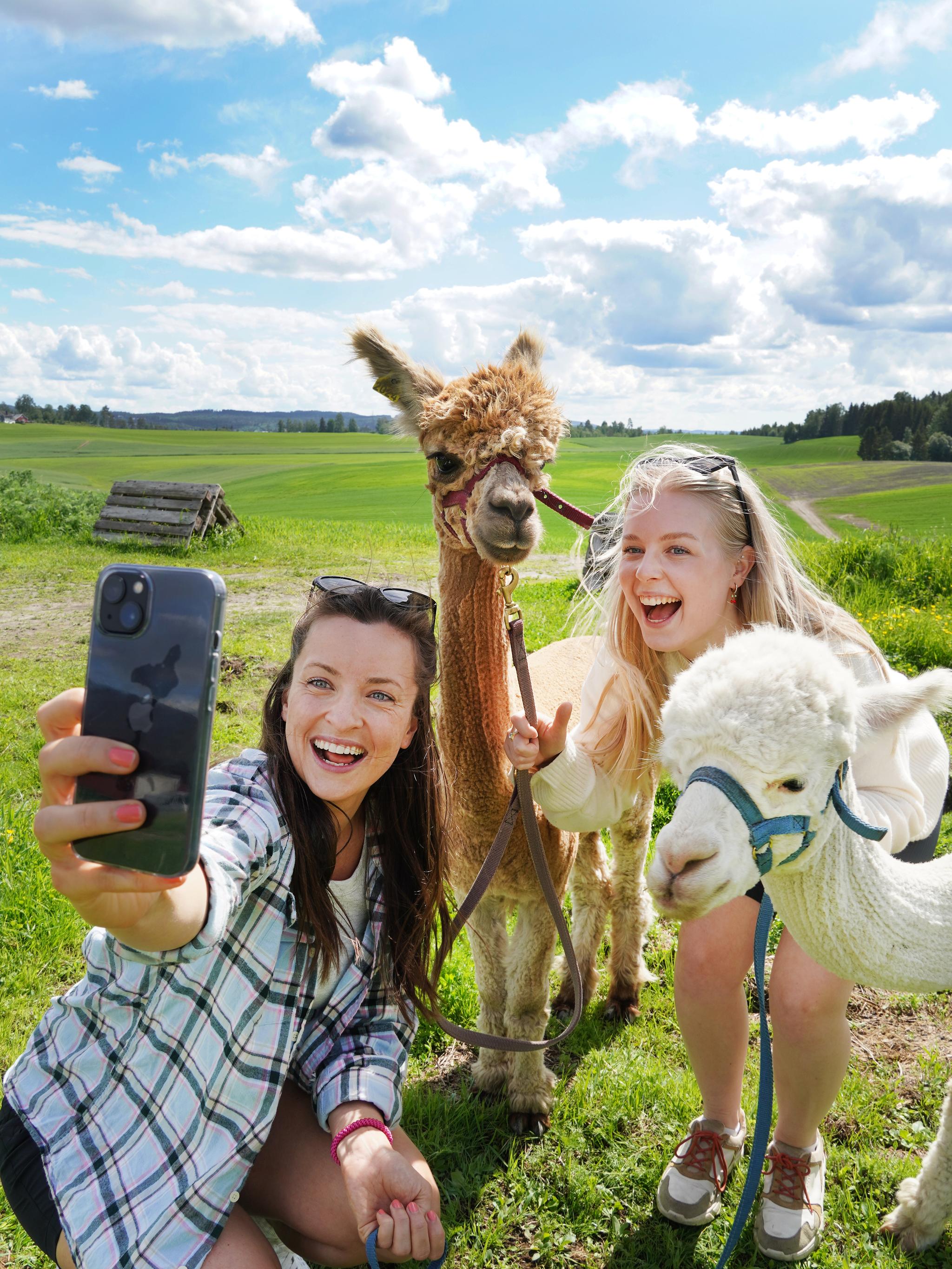 Two girls taking a selfie with two alpacas in Norway in summer.