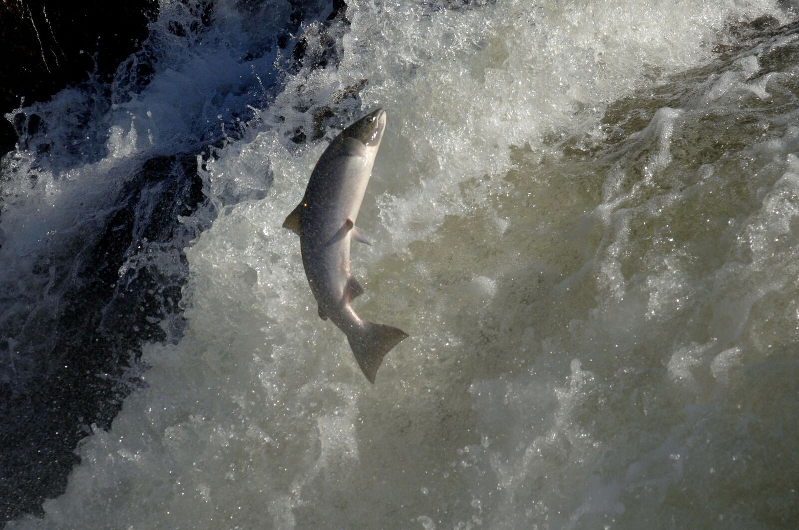 An Atlantic salmon jumping up the water surface
