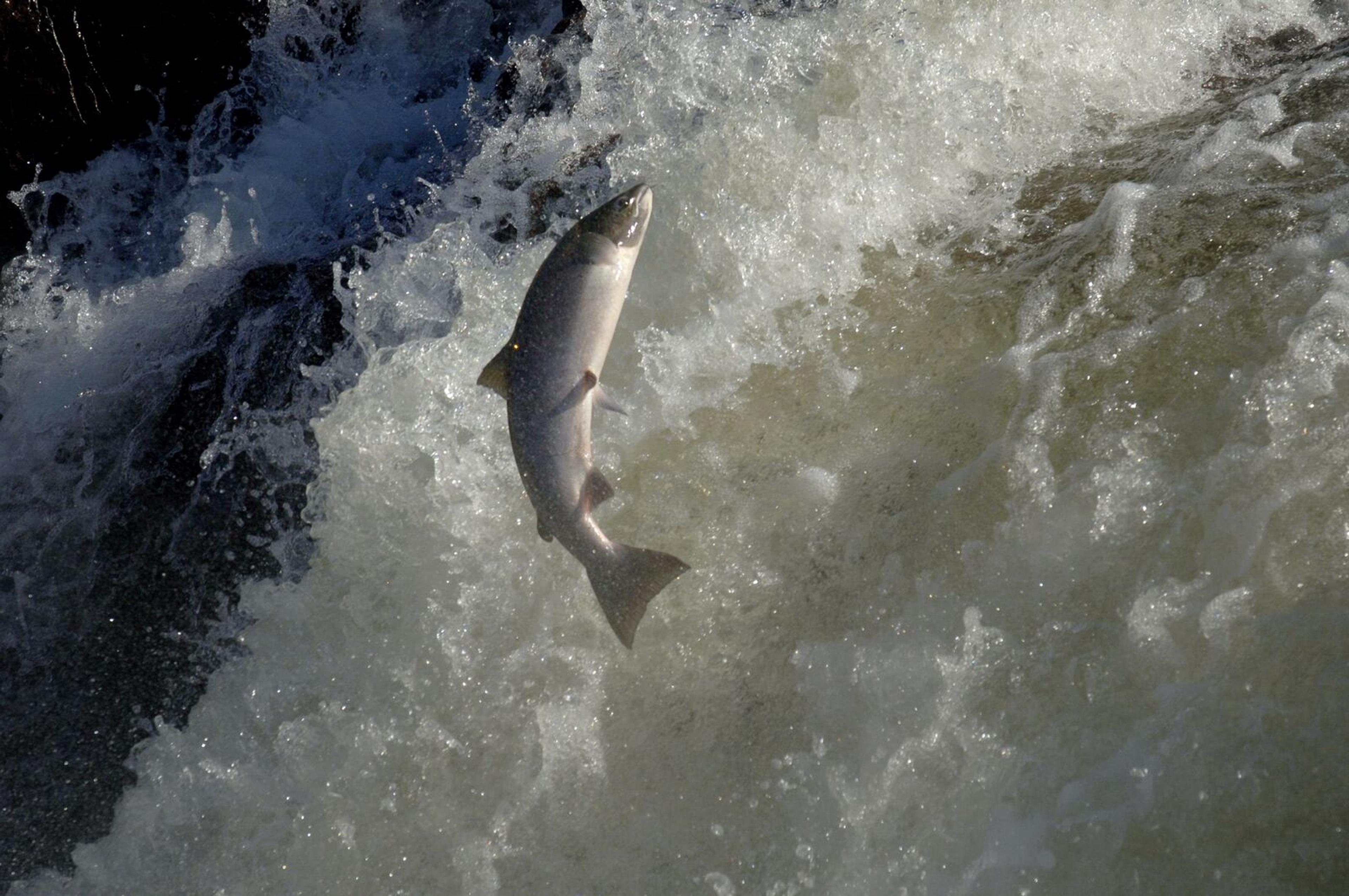 An Atlantic salmon jumping up the water surface