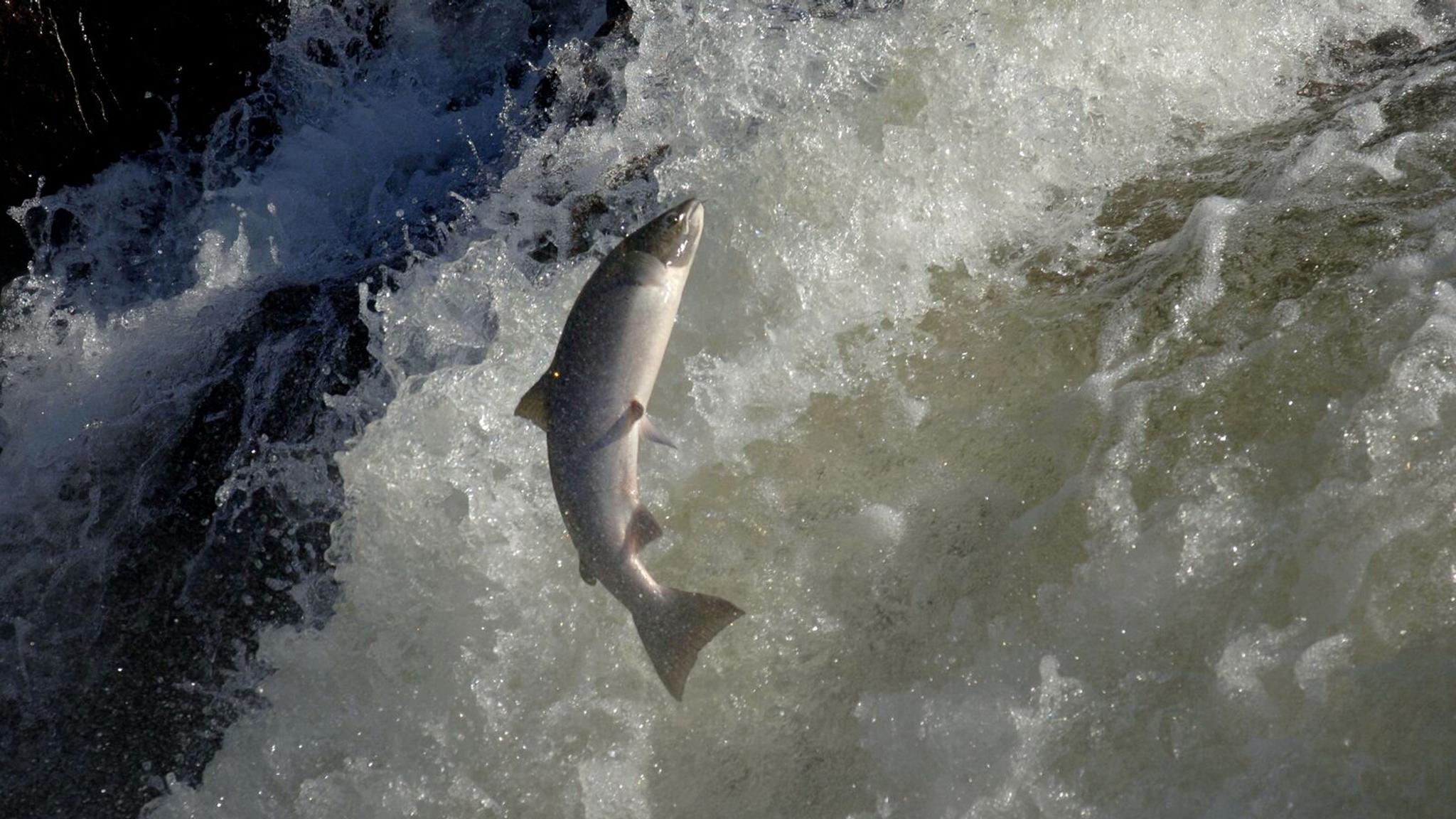 An Atlantic salmon jumping up the water surface