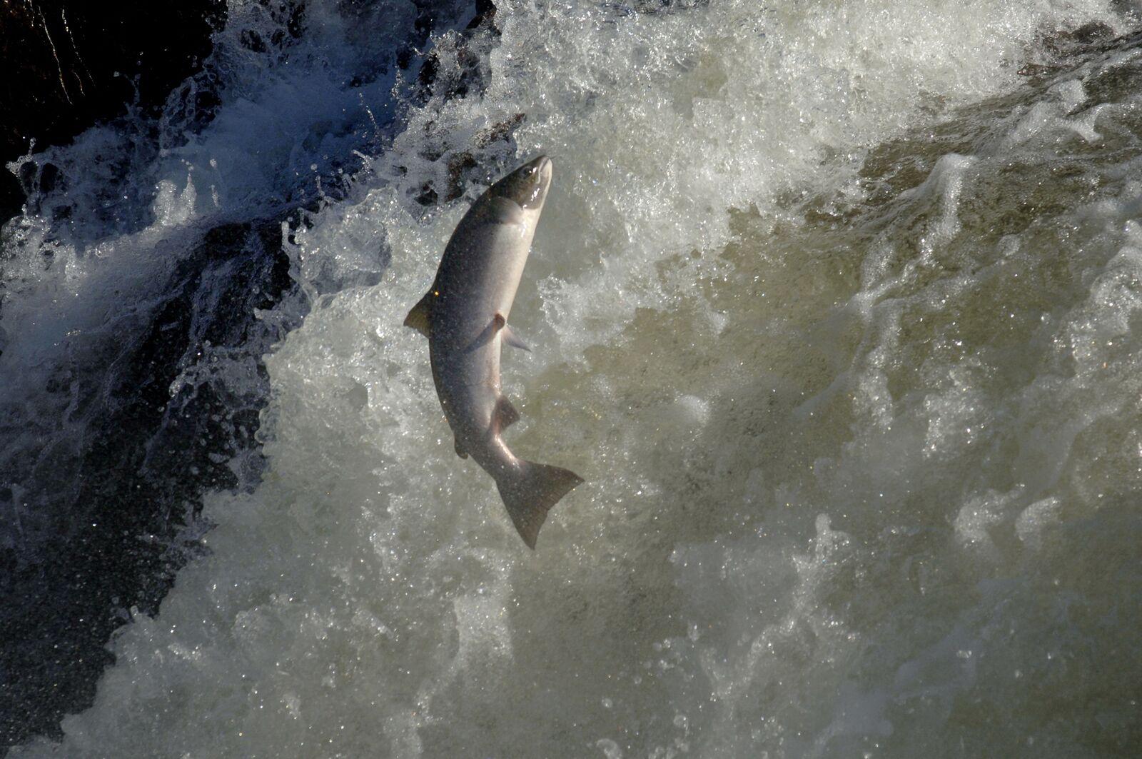 An Atlantic salmon jumping up the water surface