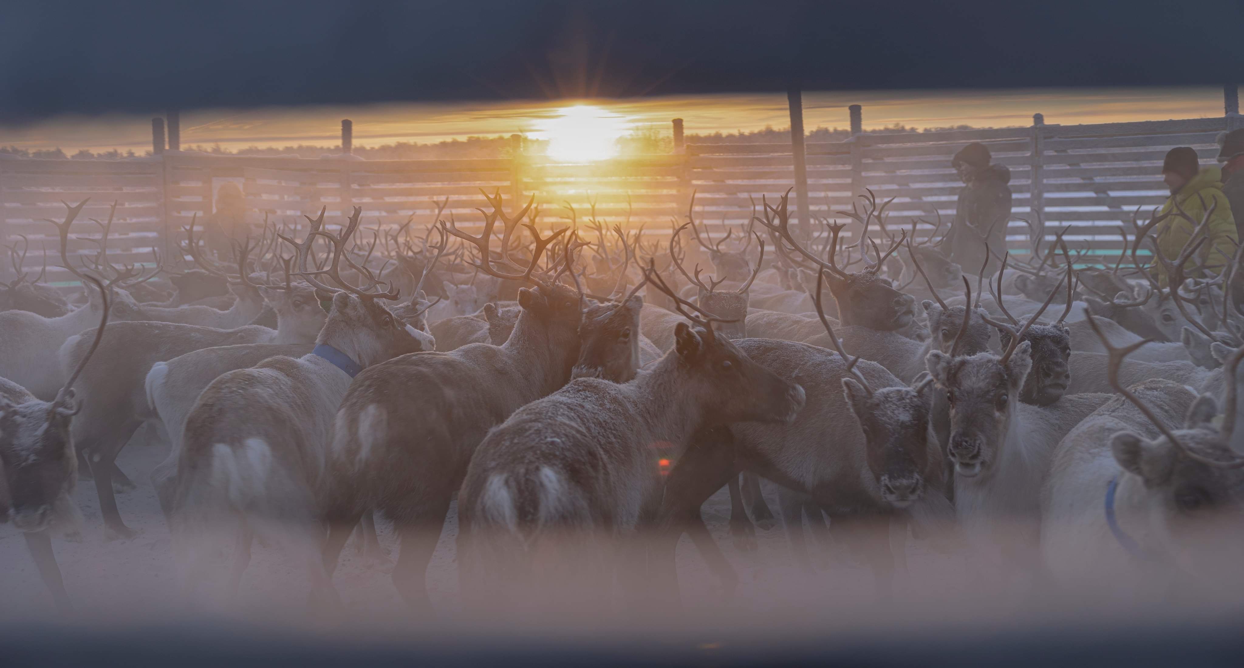 Reindeer gathered inside a paddock