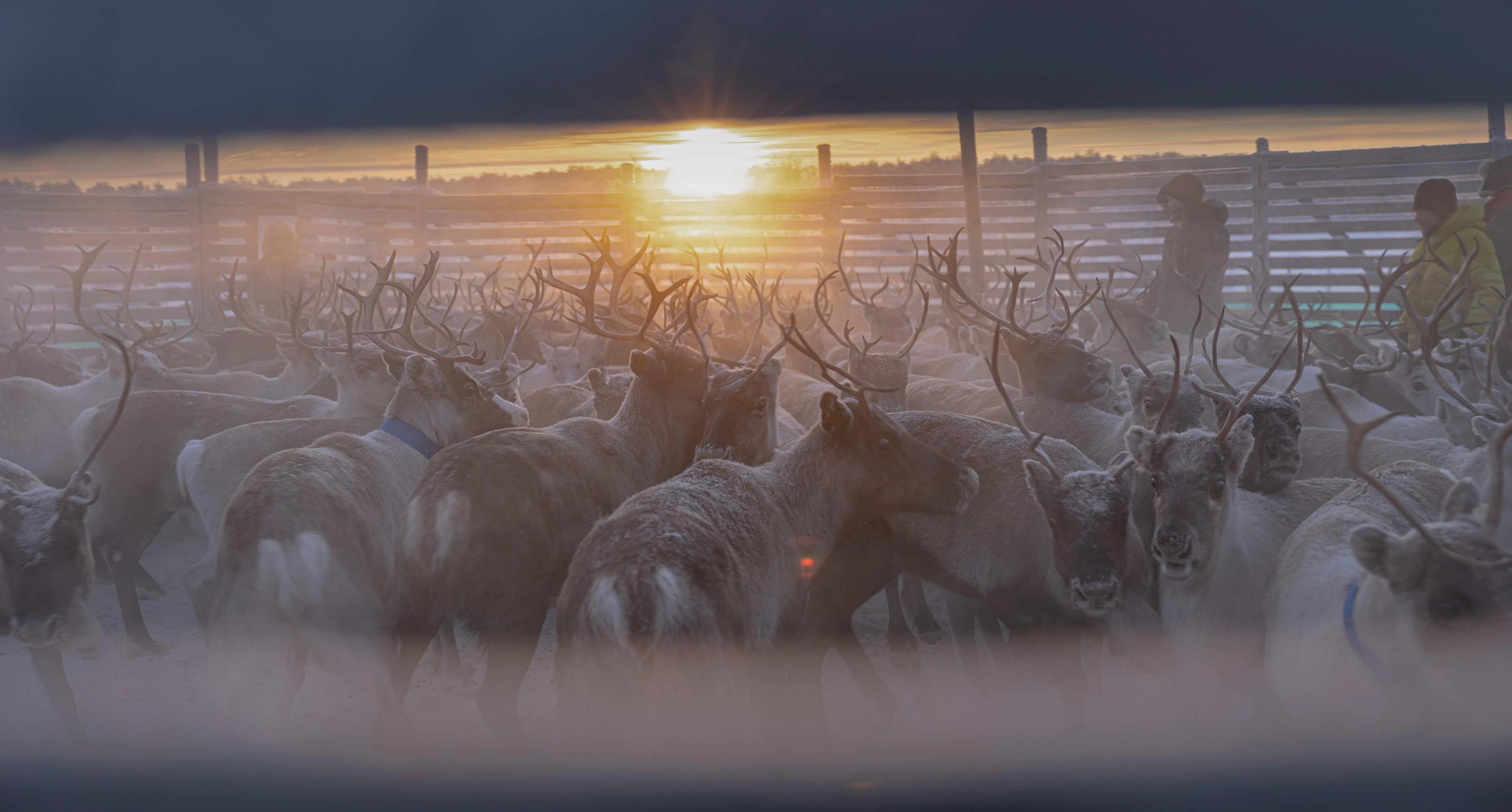 Reindeer gathered inside a paddock