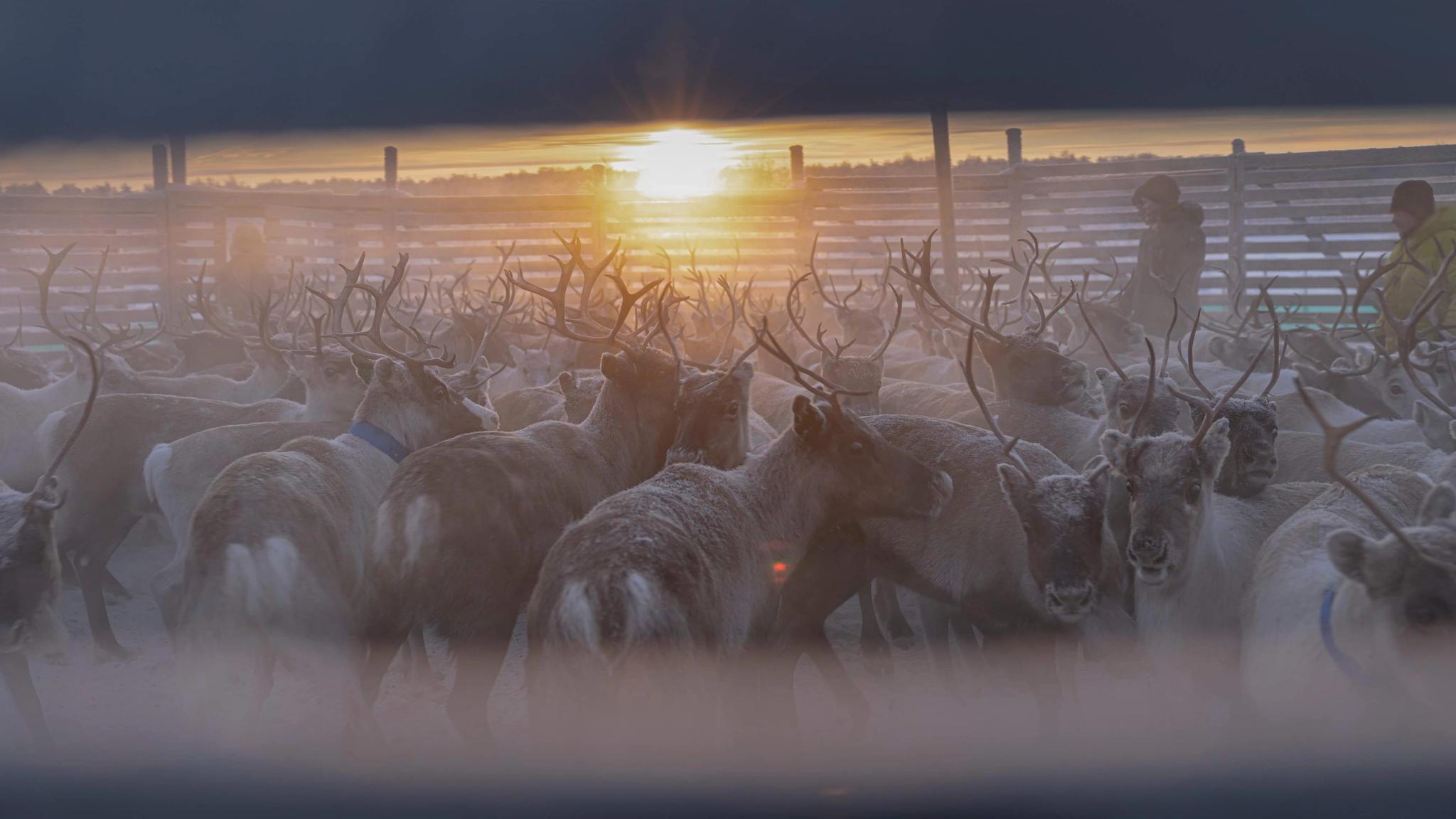 Reindeer gathered inside a paddock