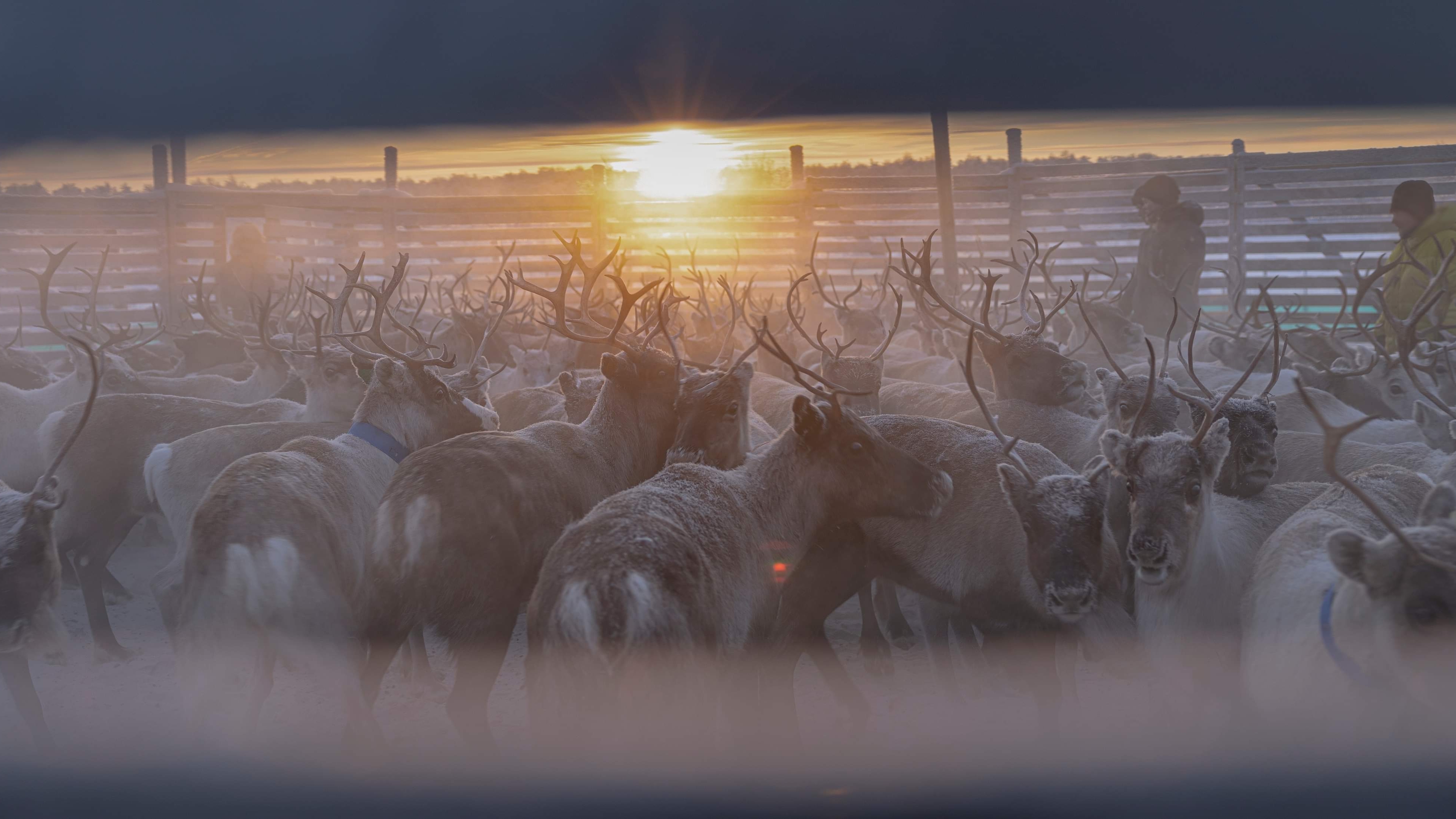 Reindeer gathered inside a paddock