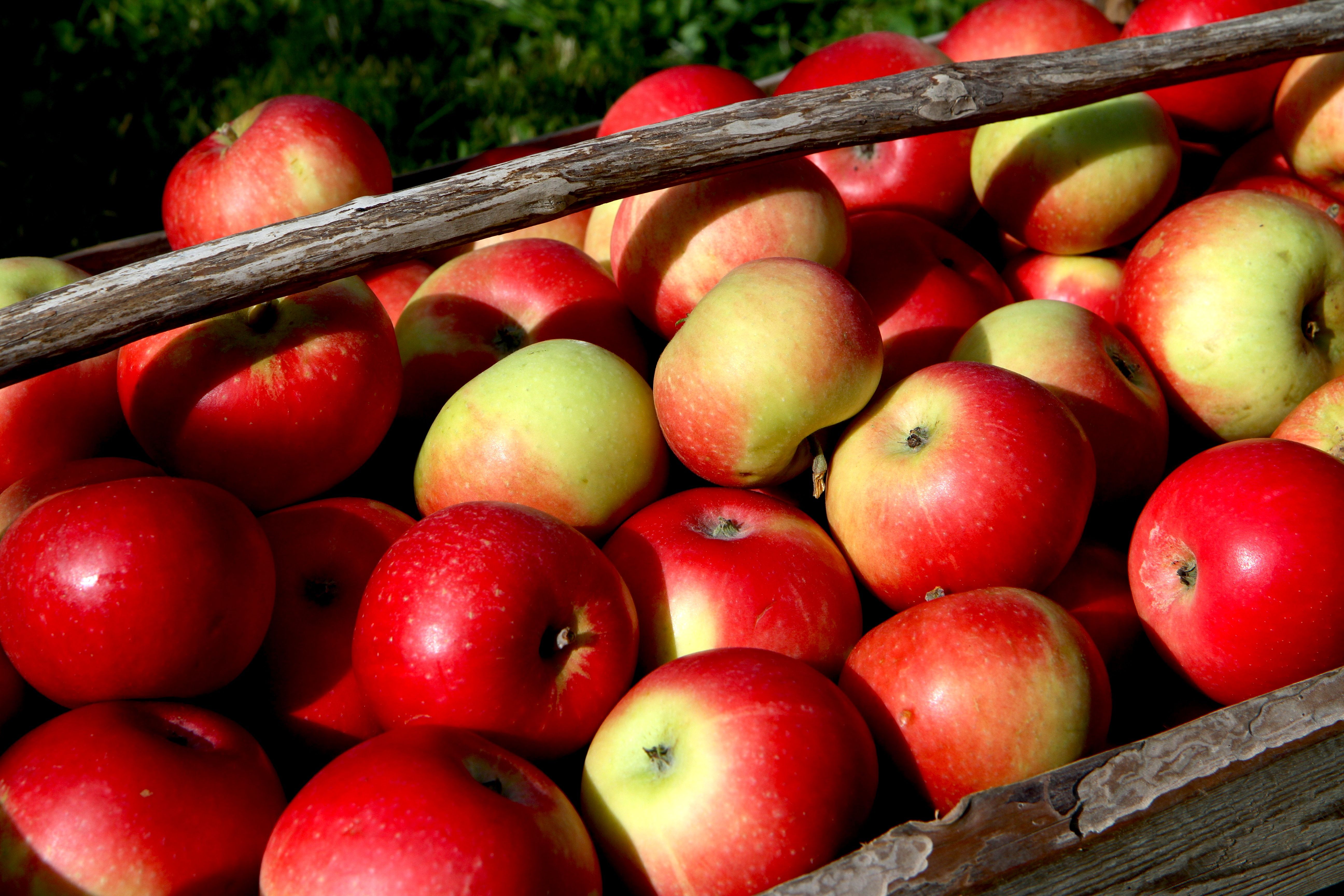 En kurv full av epler fra Telemark