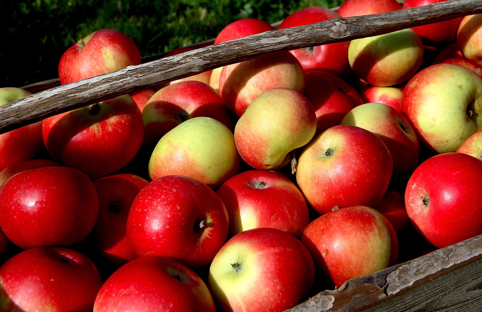 En kurv full av epler fra Telemark