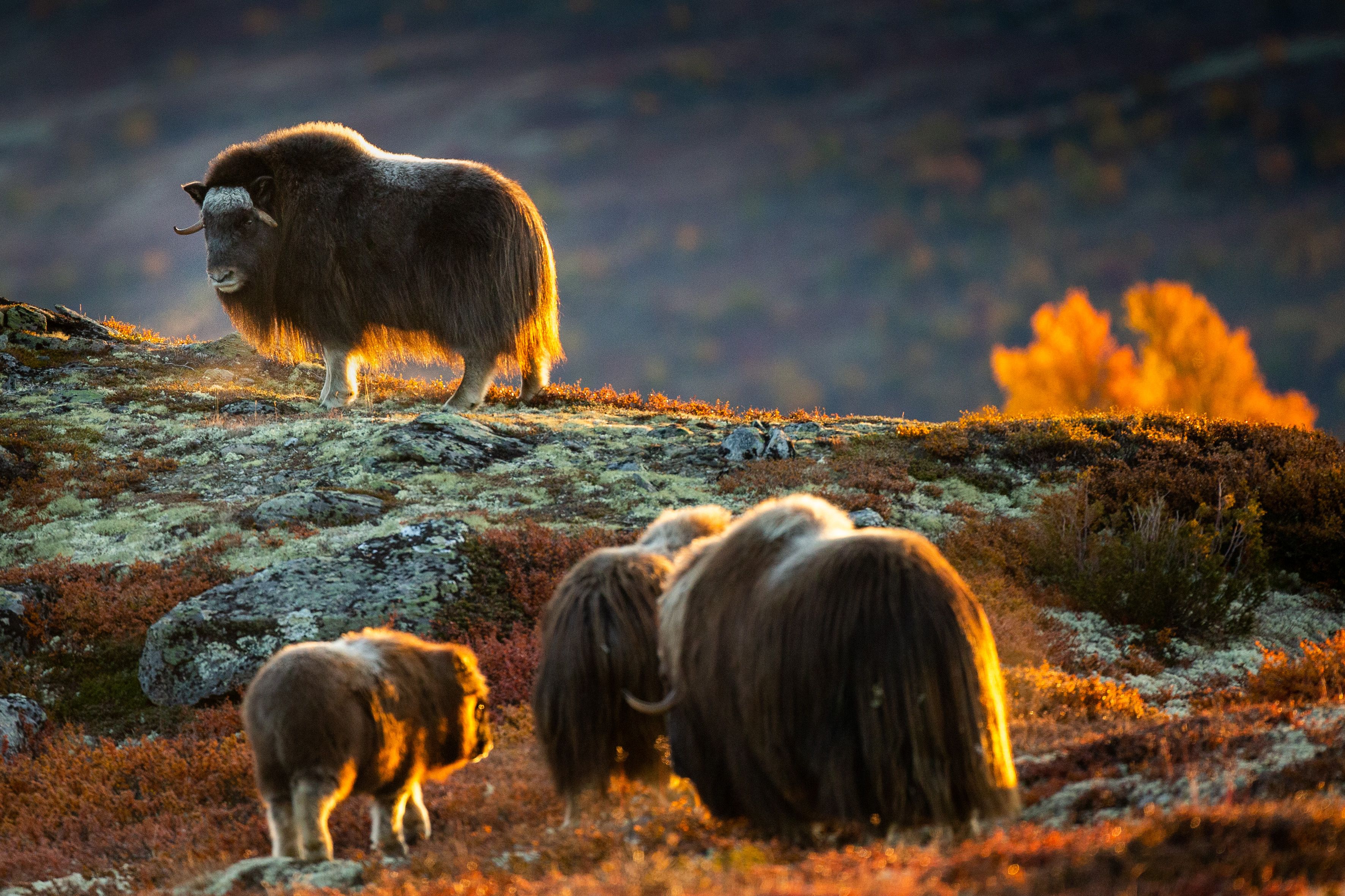 Four musk oxen grazing in the Dovrefjell mountains