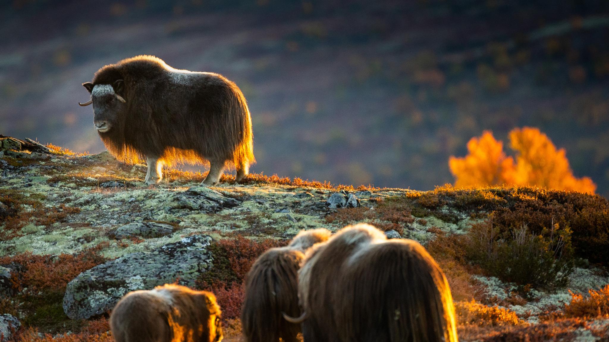 Four musk oxen grazing in the Dovrefjell mountains