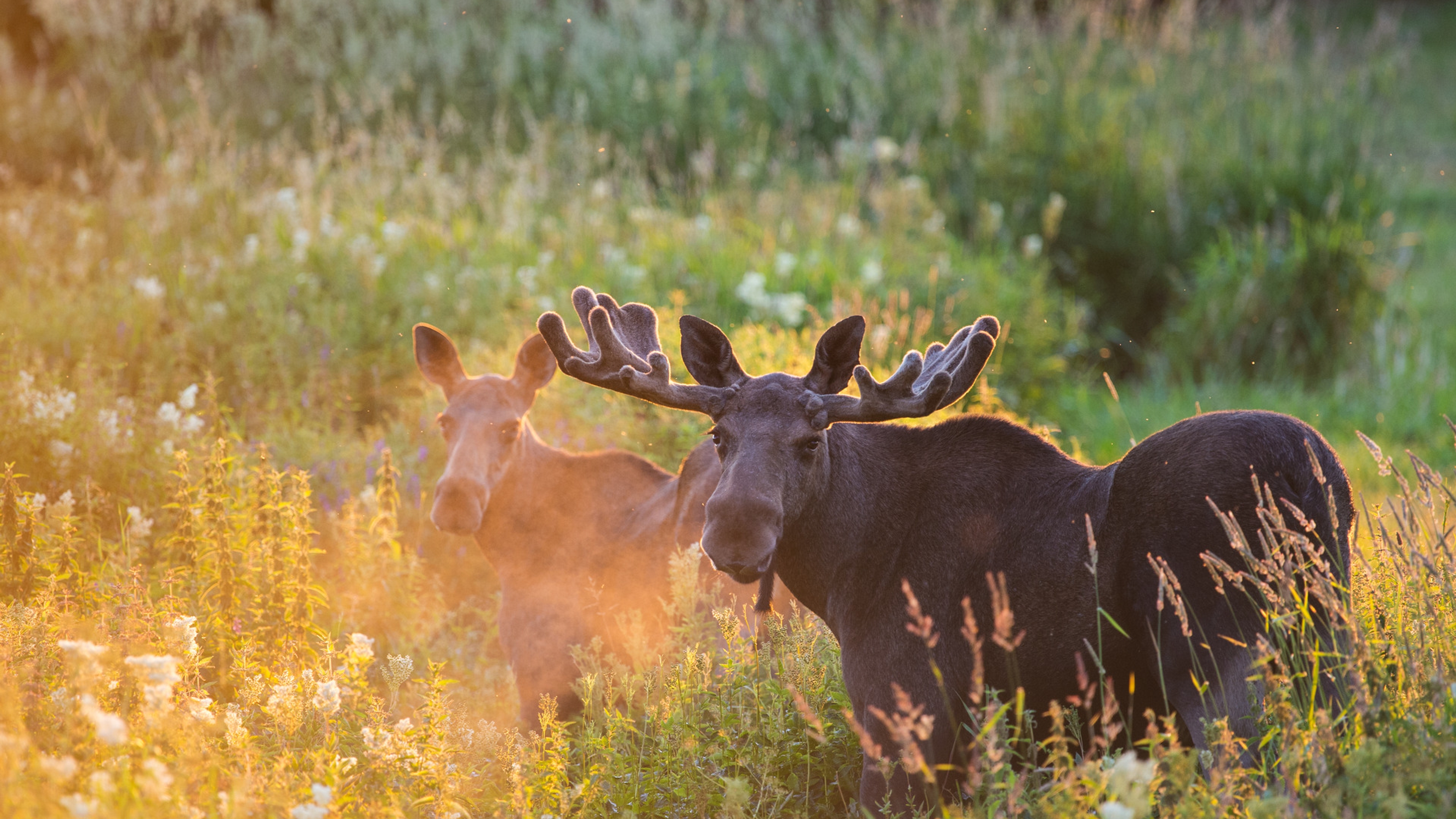 Two moose in lush grass