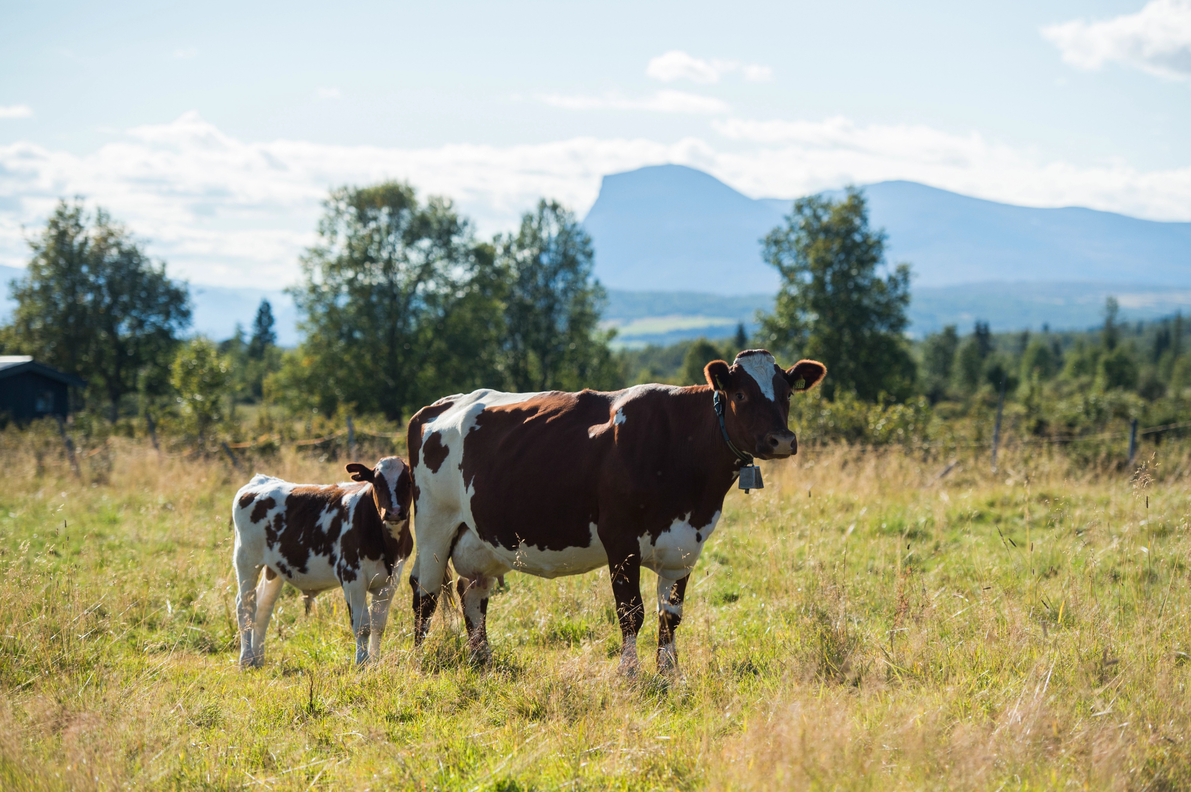Stølsvidda, Valdres