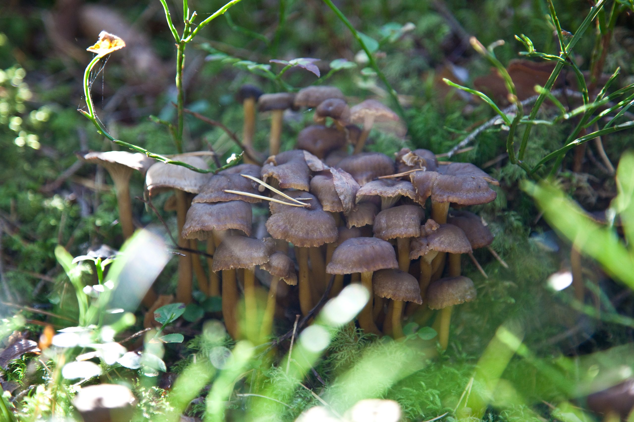 Traktkantareller i skogen