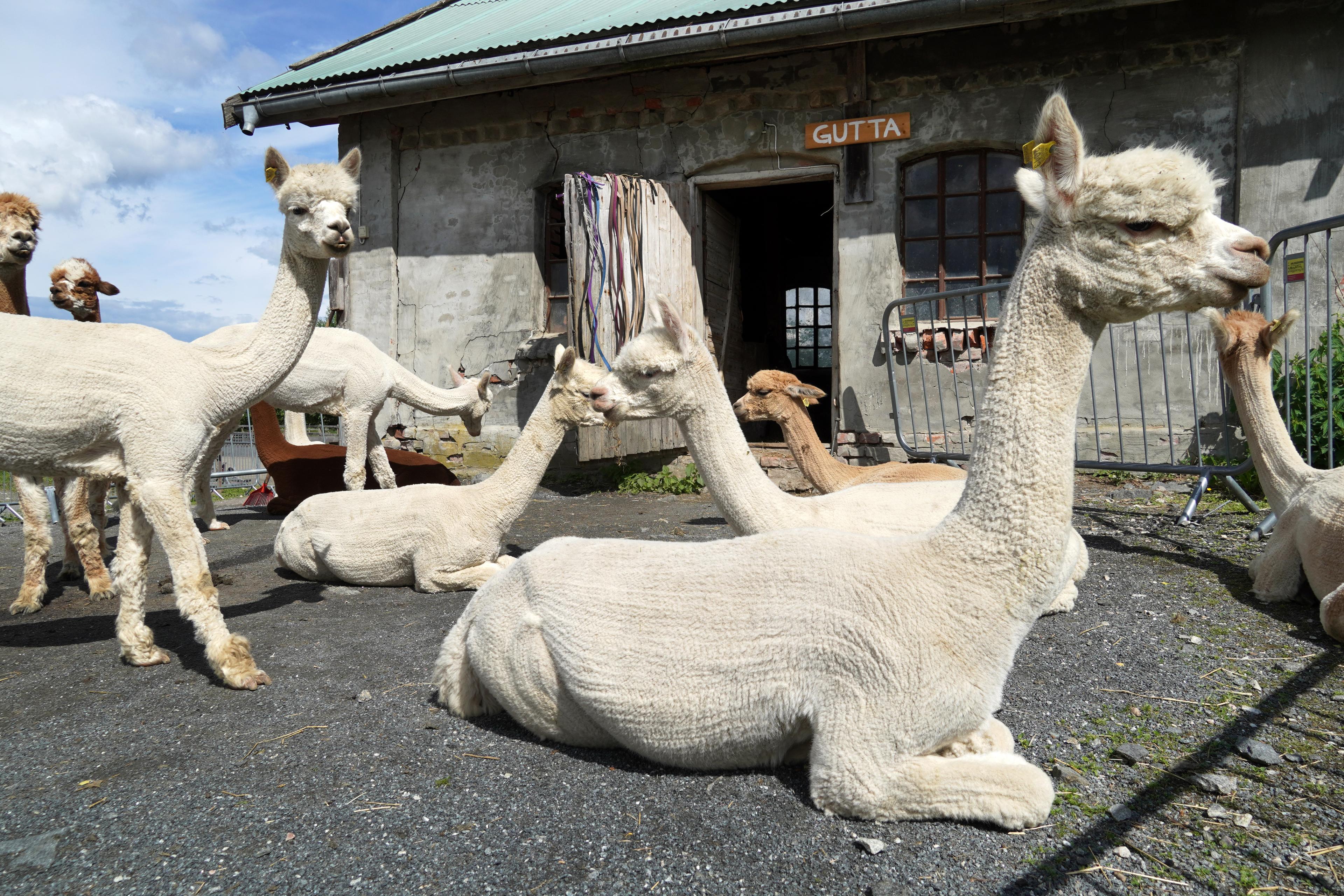 Alpacas at an alpaca farm at Sørum, Eastern Norway.