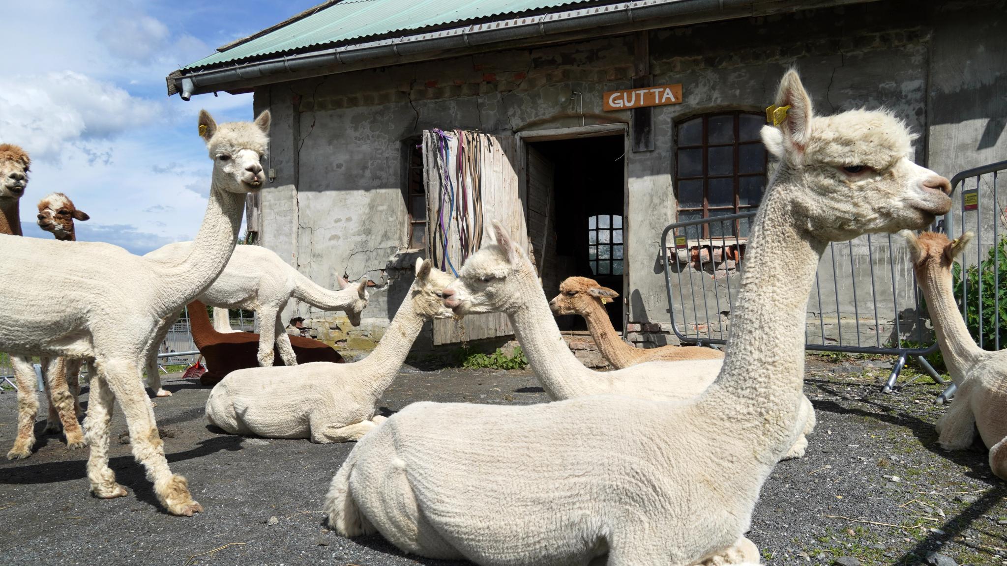 Alpacas at an alpaca farm at Sørum, Eastern Norway.