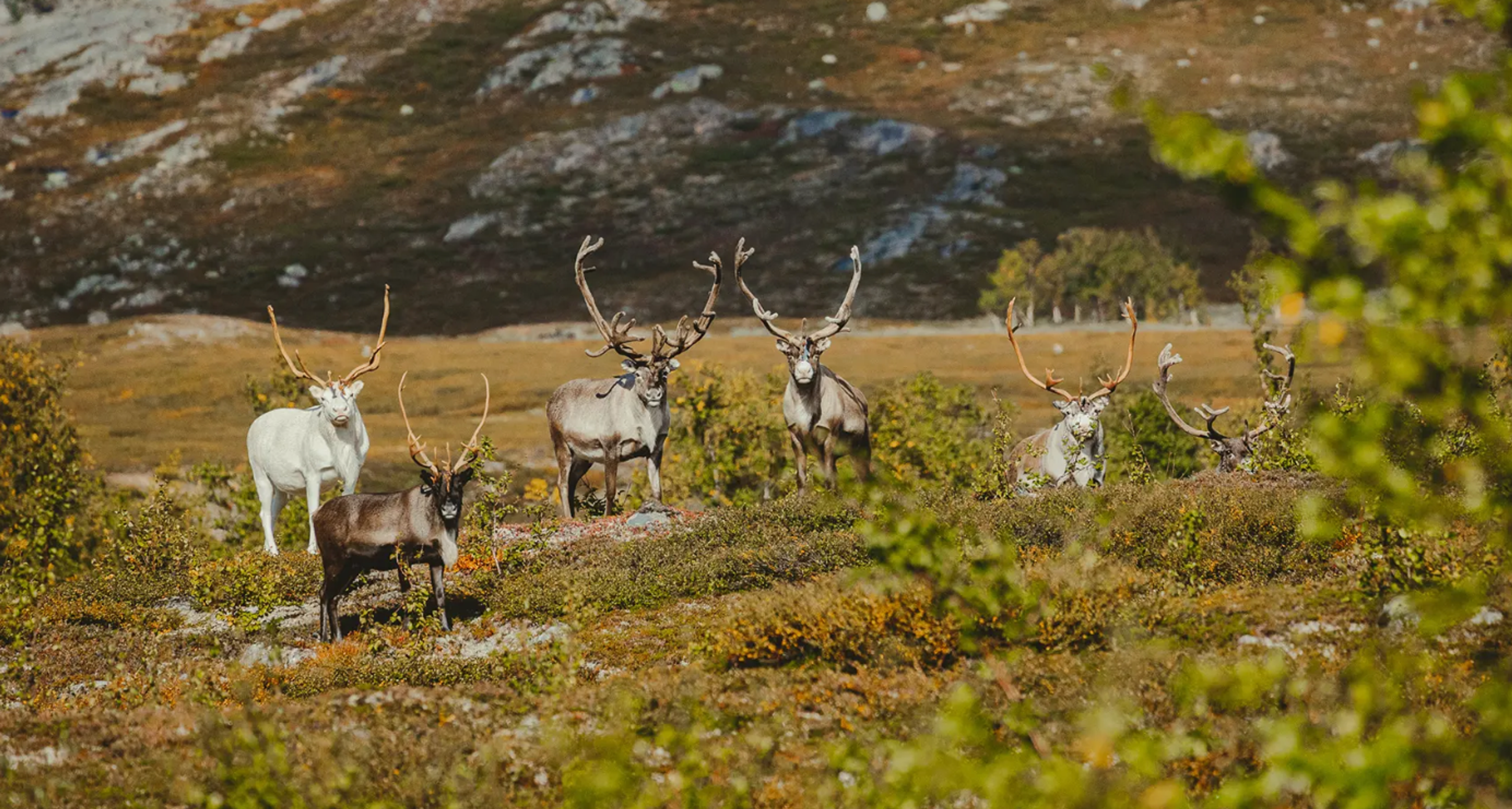 Reindeer herd in Nordland