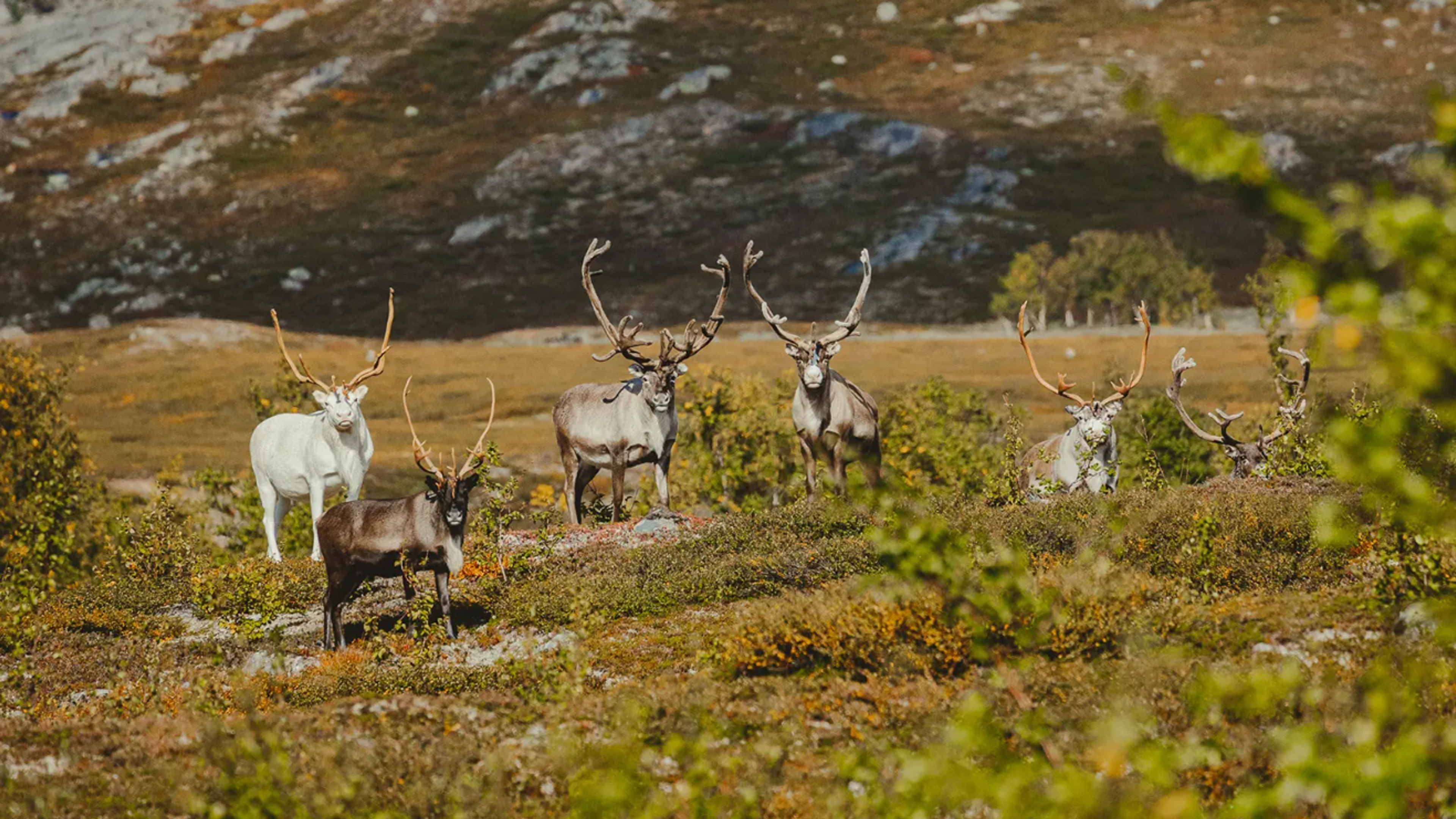 Reindeer herd in Nordland