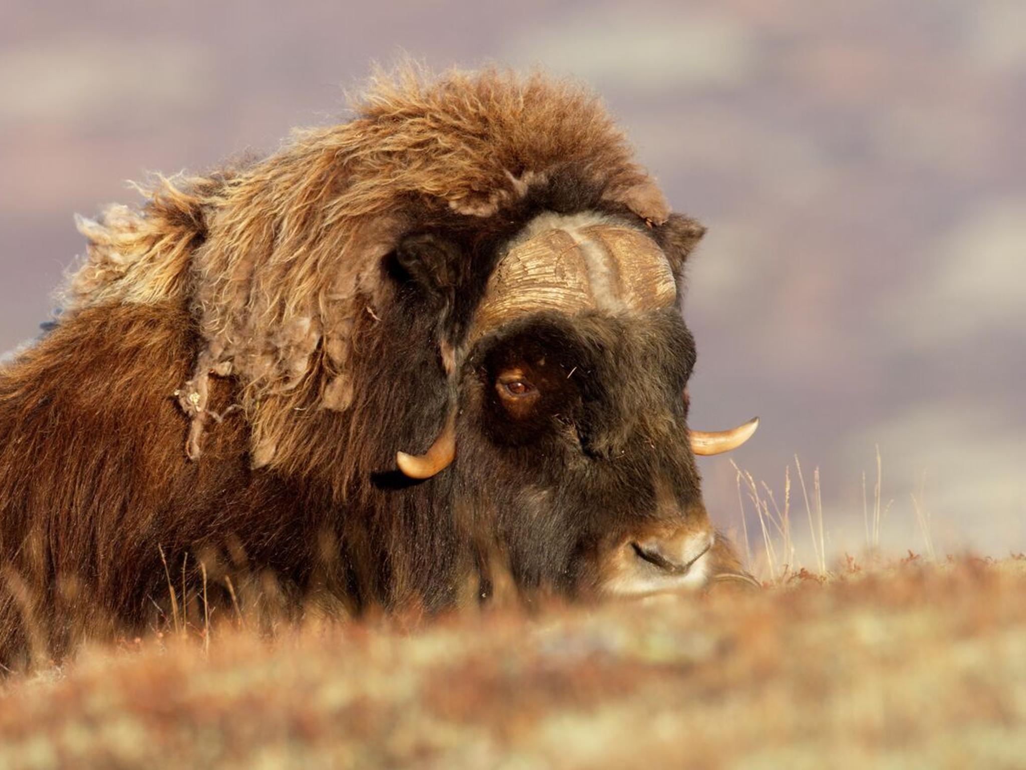 En moskusokse på vei opp en bakketopp på Dovrefjell