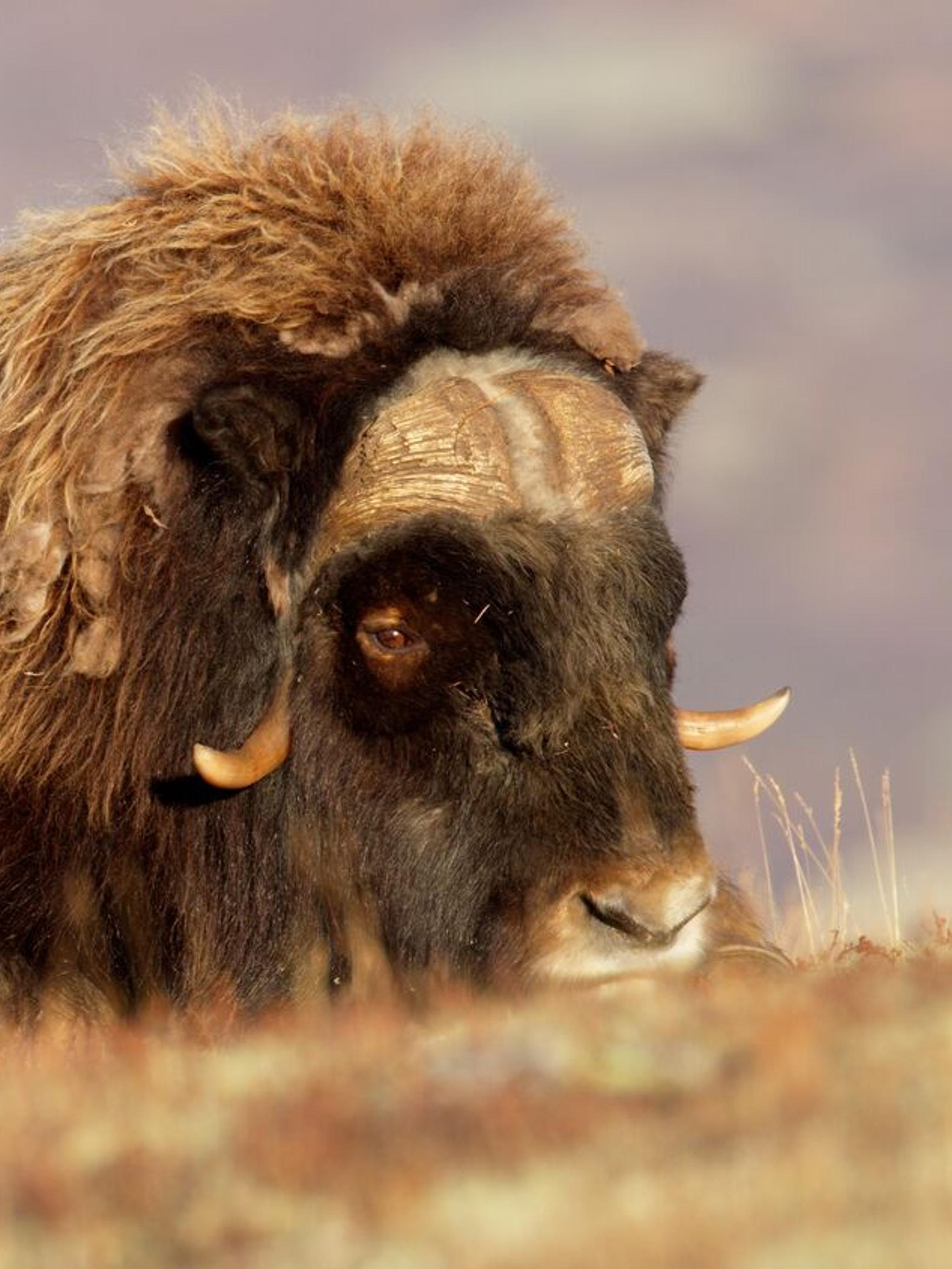 A musk ox coming up a hill during summer in Dovrefjell, Eastern Norway