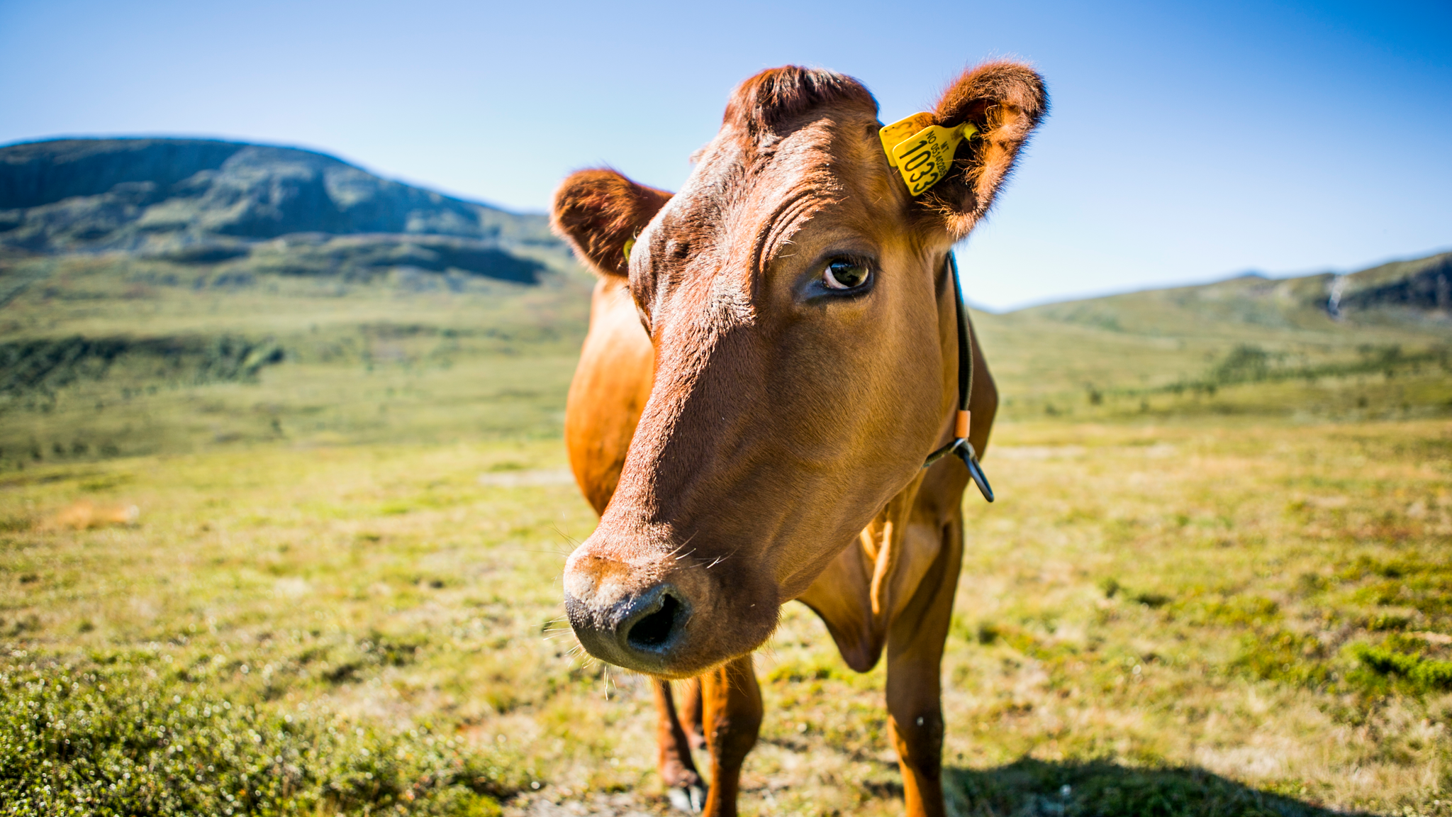 A cow at the mountain farm Brimi Sæter in the Jotunheimen mountains of Eastern Norway