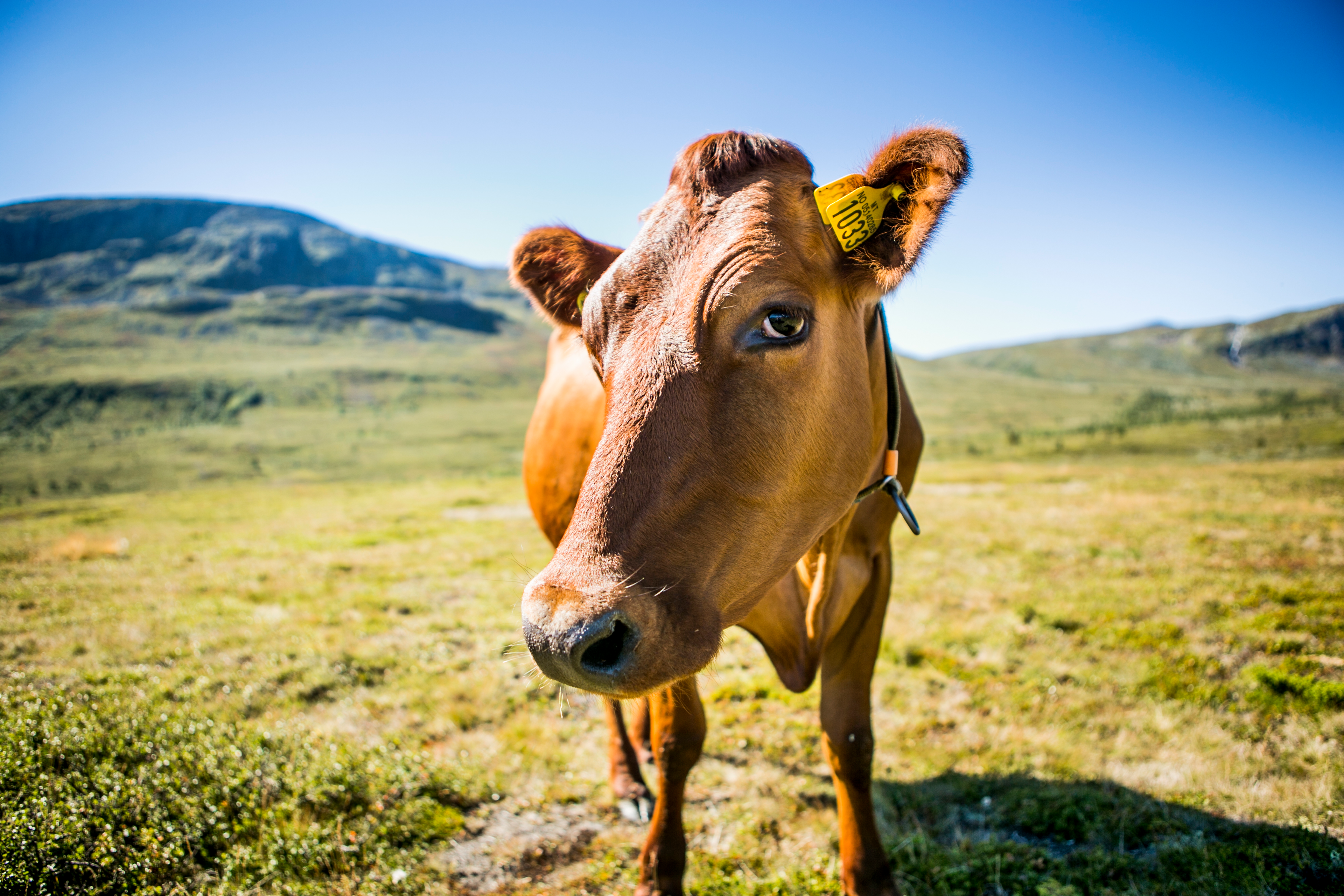 A cow at the mountain farm Brimi Sæter in the Jotunheimen mountains of Eastern Norway