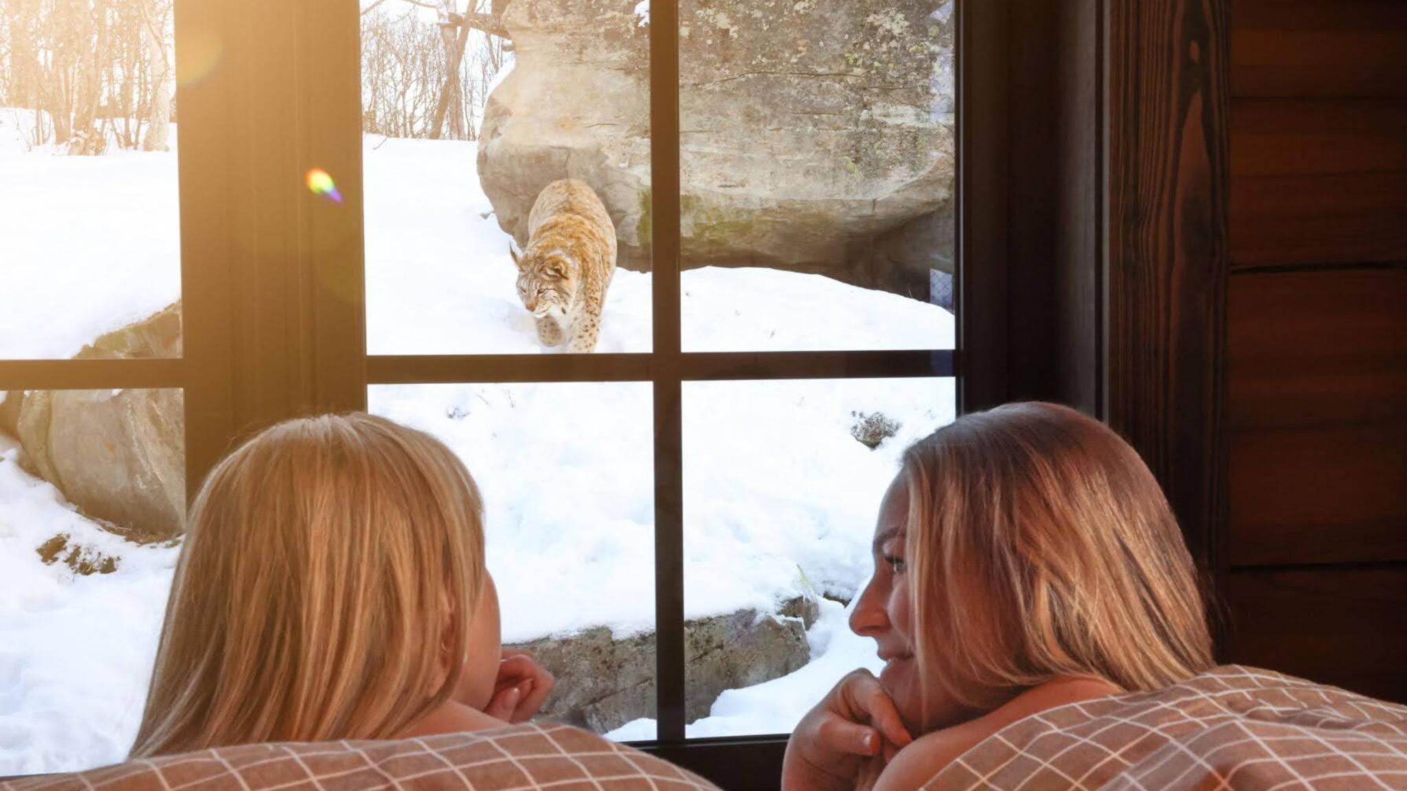 Two people laying in bed in a cabin at Langedrag and looking out of the window at a linx outside.