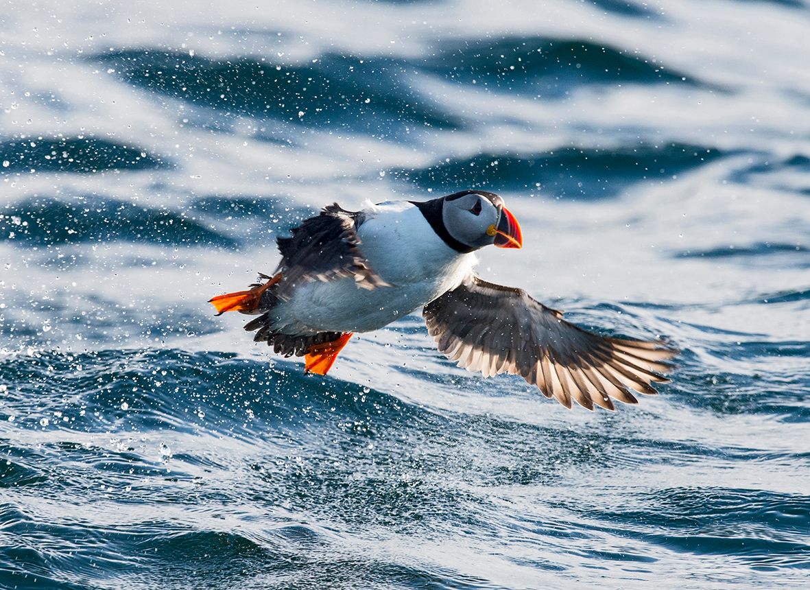 An Atlantic puffin hovering over the water in Northern Norway