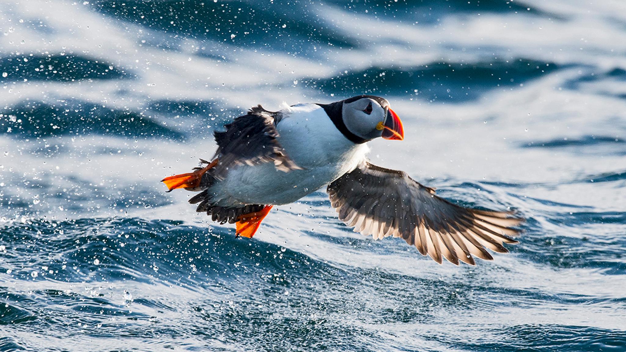 Atlantic puffin over the sea