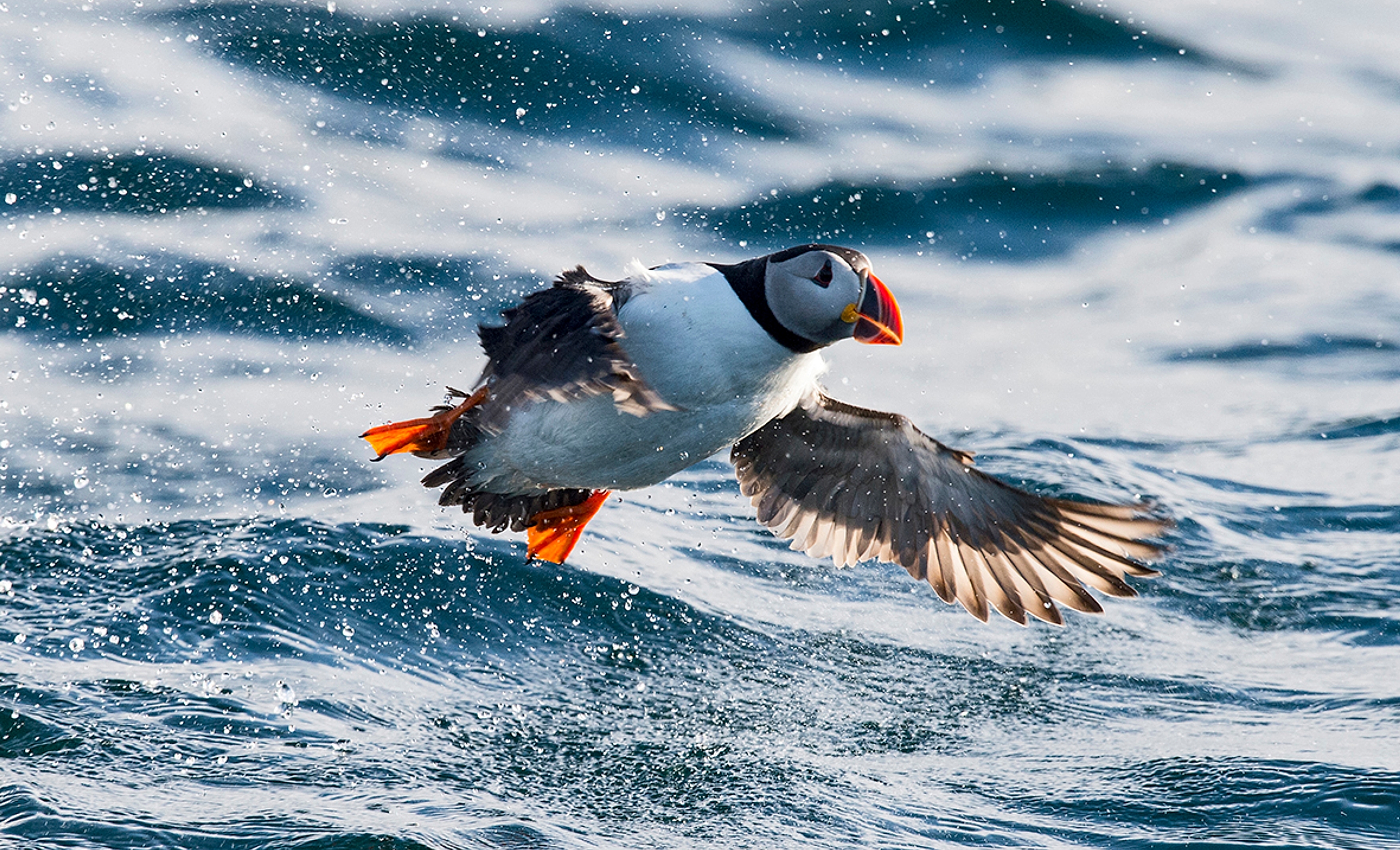 An Atlantic puffin hovering over the water in Northern Norway