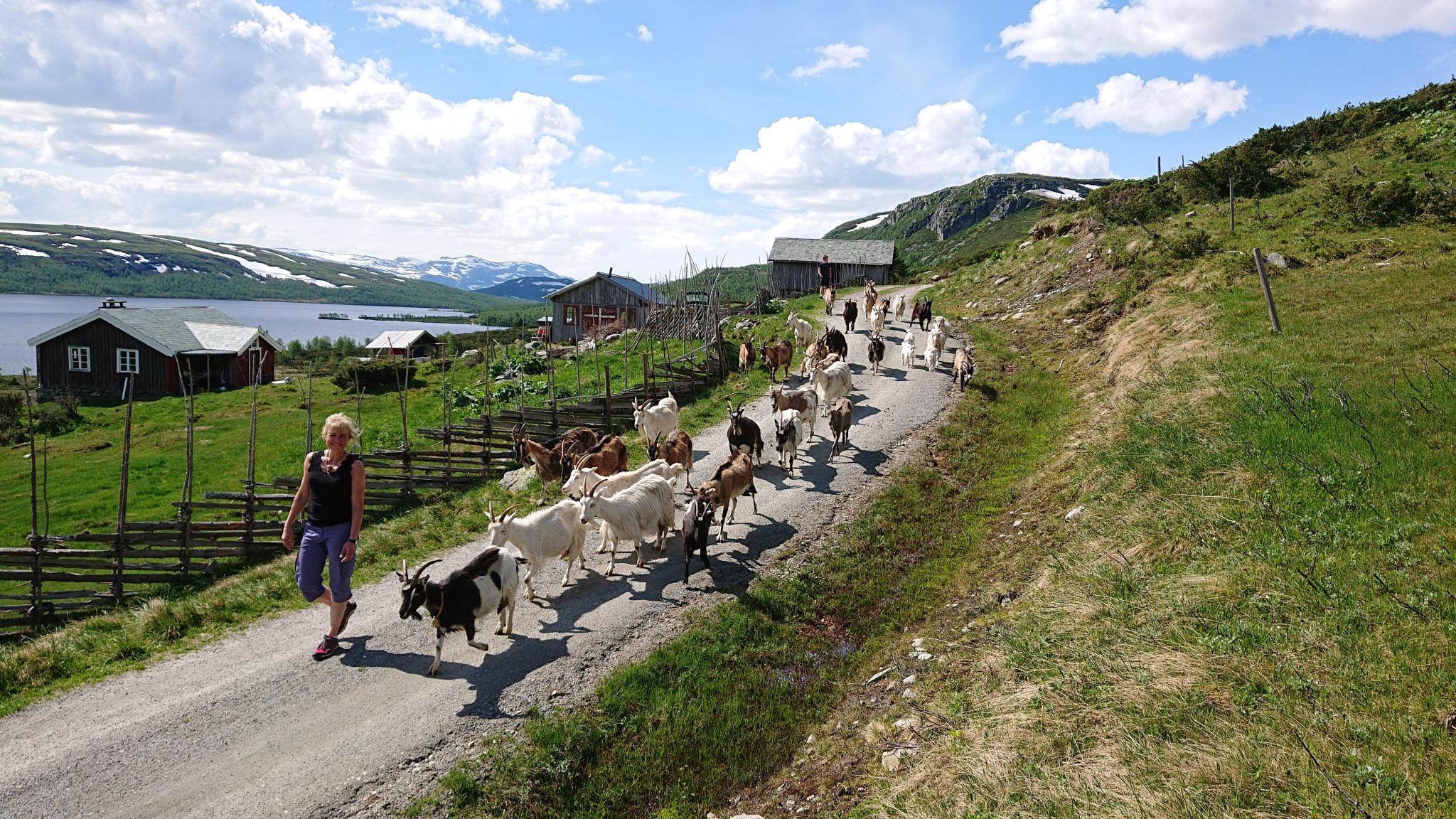 En kvinna med en flock getter utanför Olestølen gård i Valdres i regionen Østlandet (östra Norge)