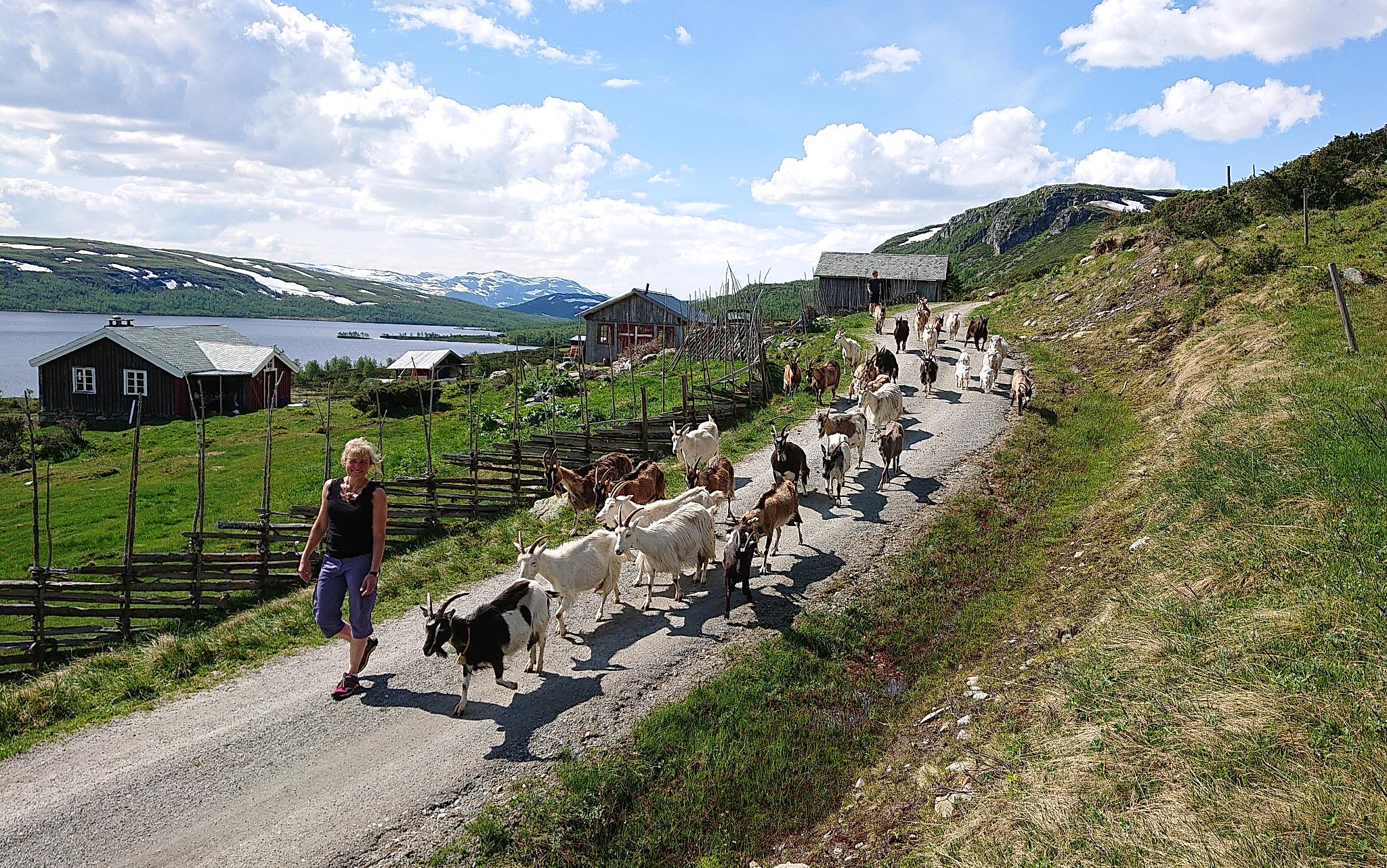 En kvinna med en flock getter utanför Olestølen gård i Valdres i regionen Østlandet (östra Norge)
