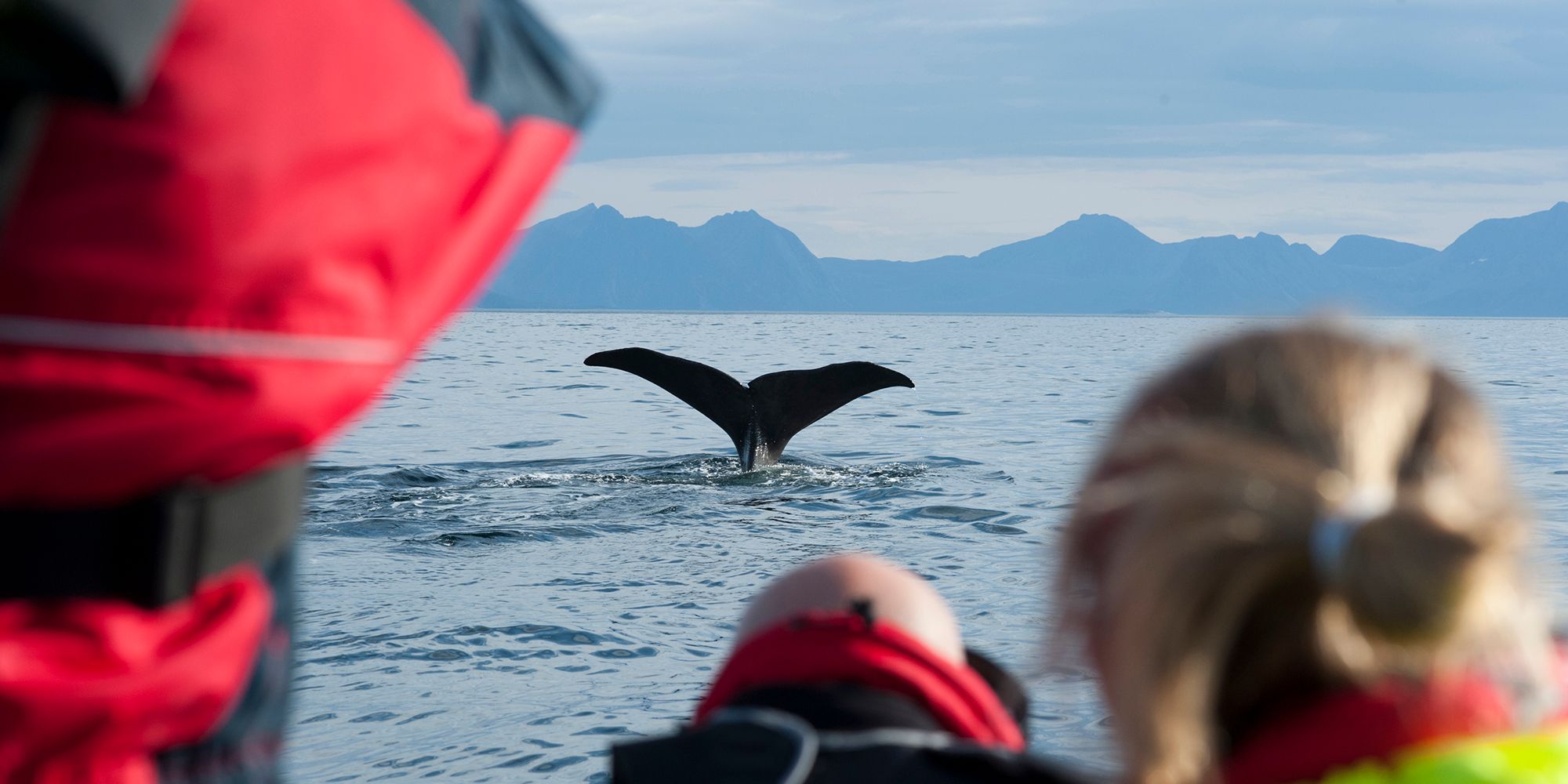 A group of people watching the tail of a whale from a boat in Vesterålen, Northern Norway