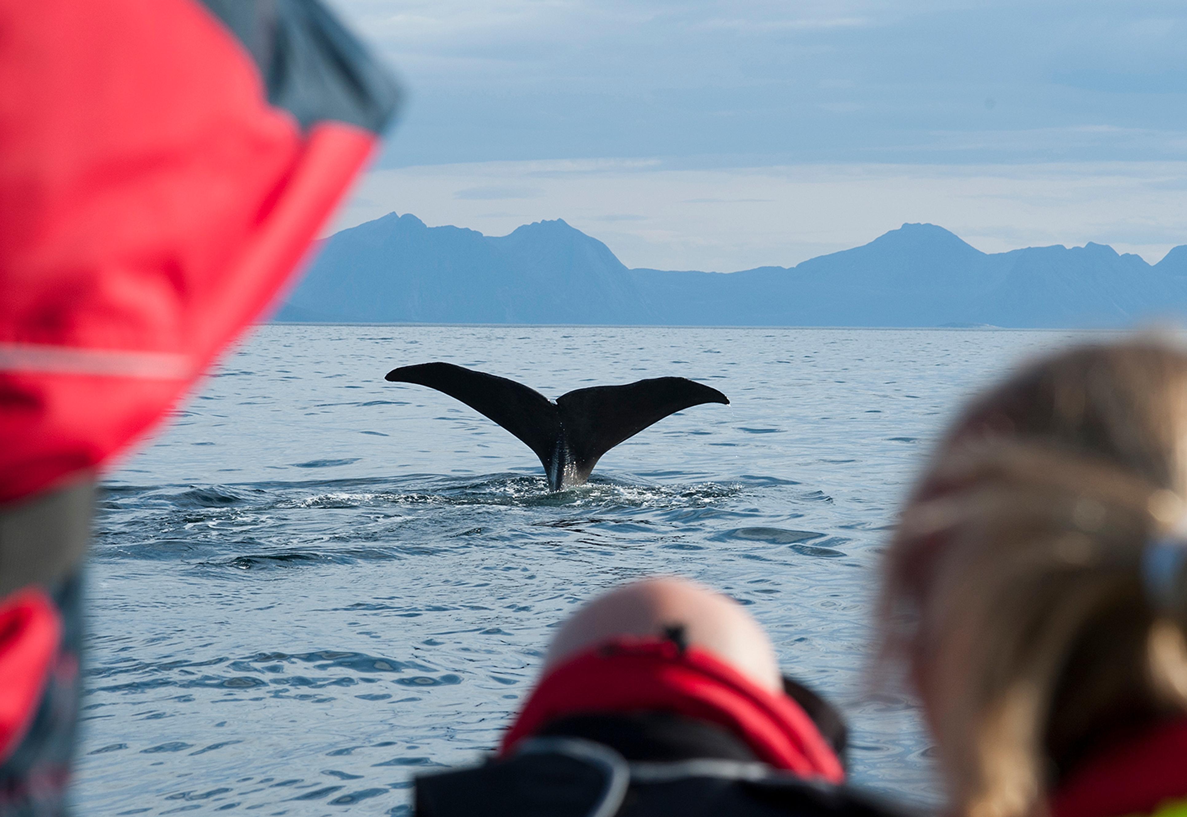 A group of people watching the tail of a whale from a boat in Vesterålen, Northern Norway