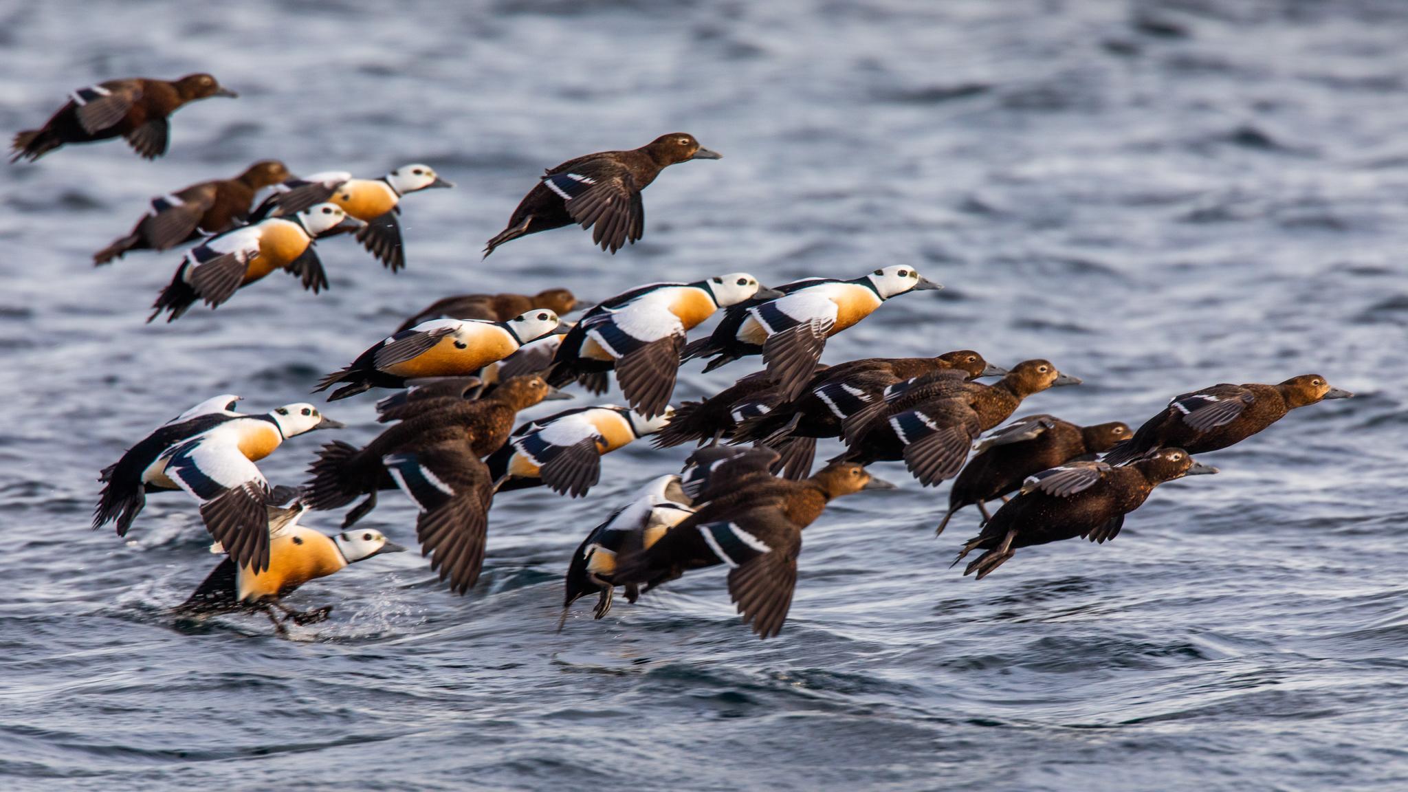 En flokk med flyvende ærfugler, Nordland