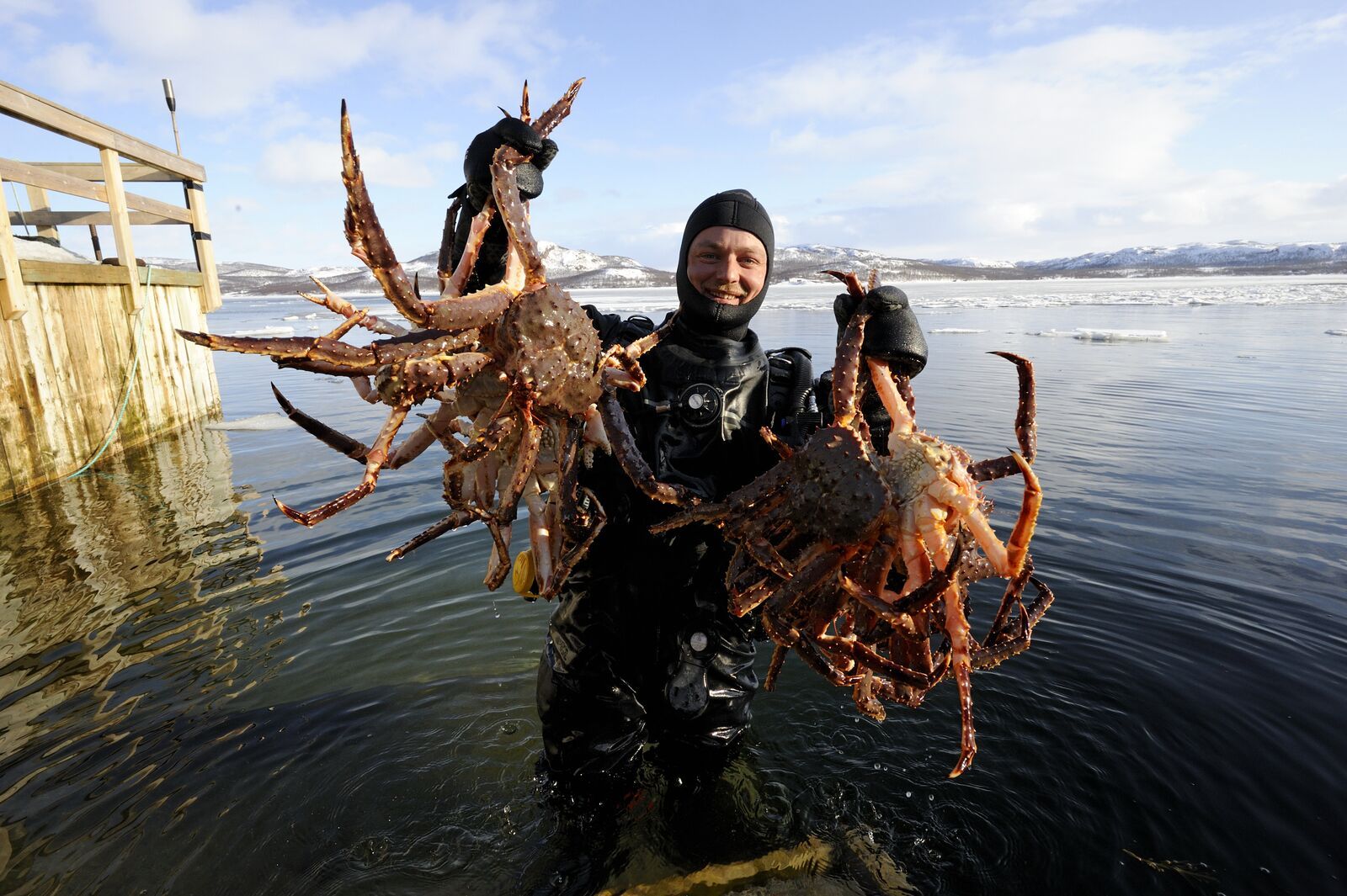 Man in diving suit holding king crabs