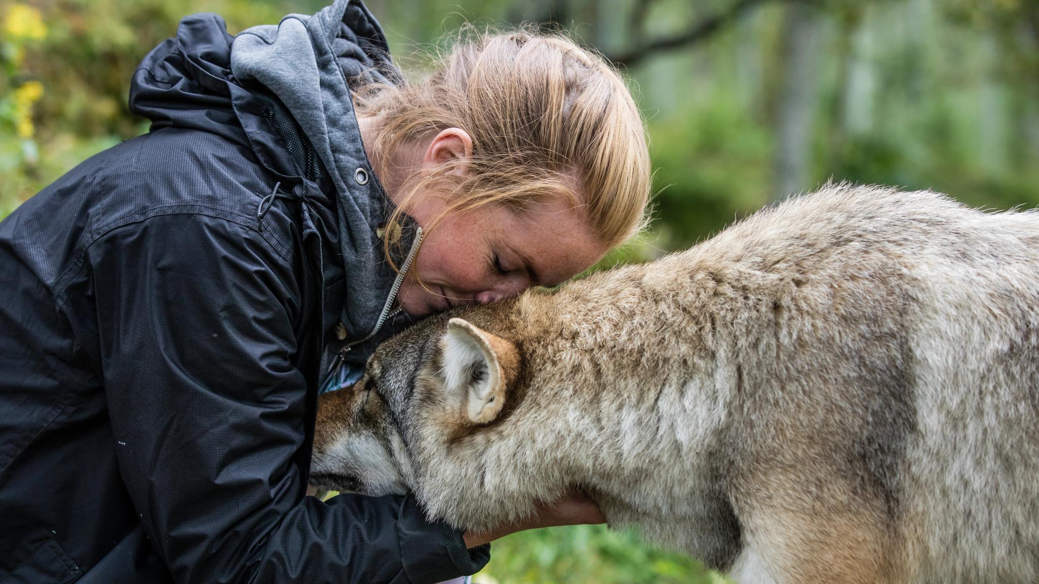 A woman is cuddling a wolf in the zoo Polar Park outside of Narvik in Northern Norway