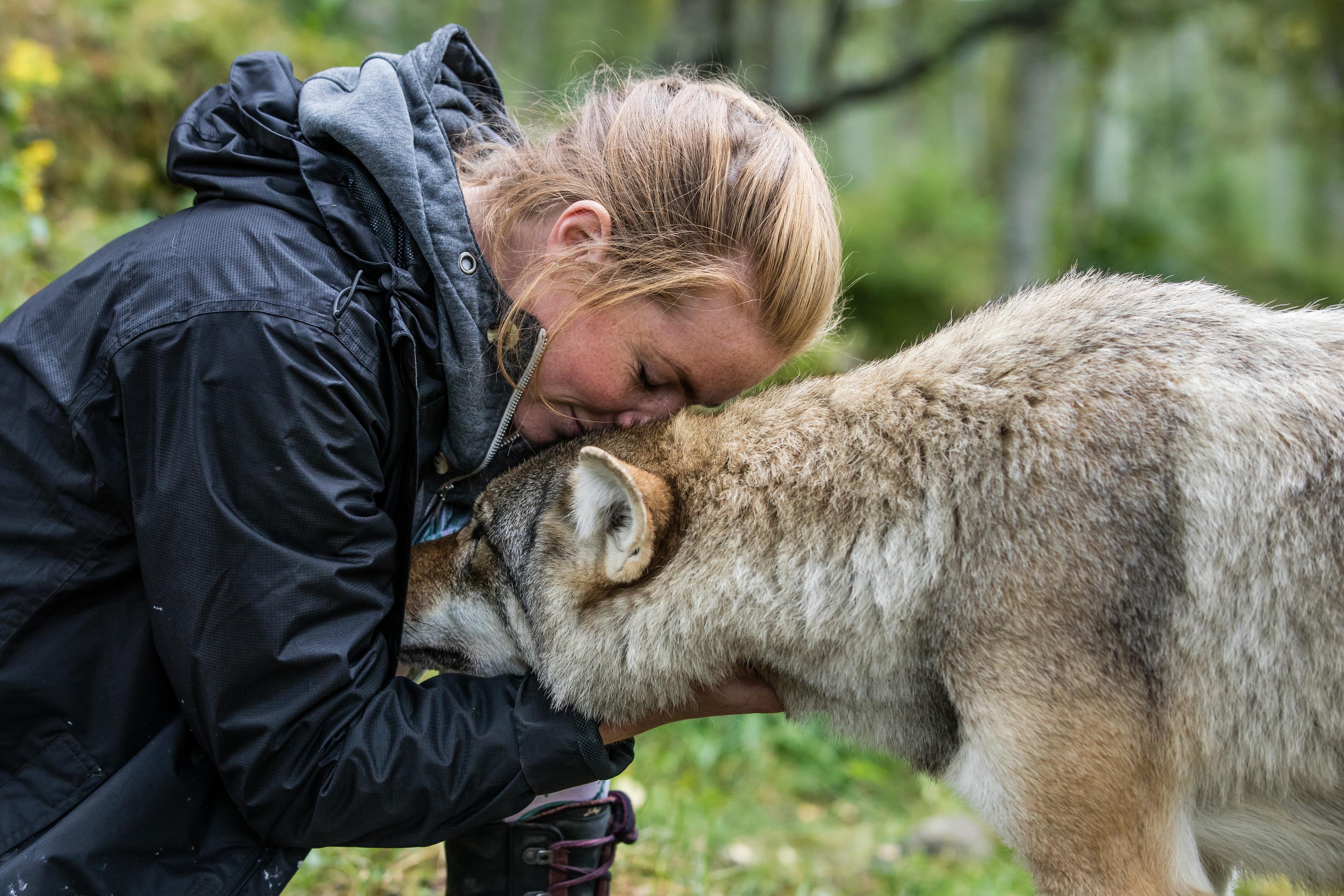 A woman is cuddling a wolf in the zoo Polar Park outside of Narvik in Northern Norway