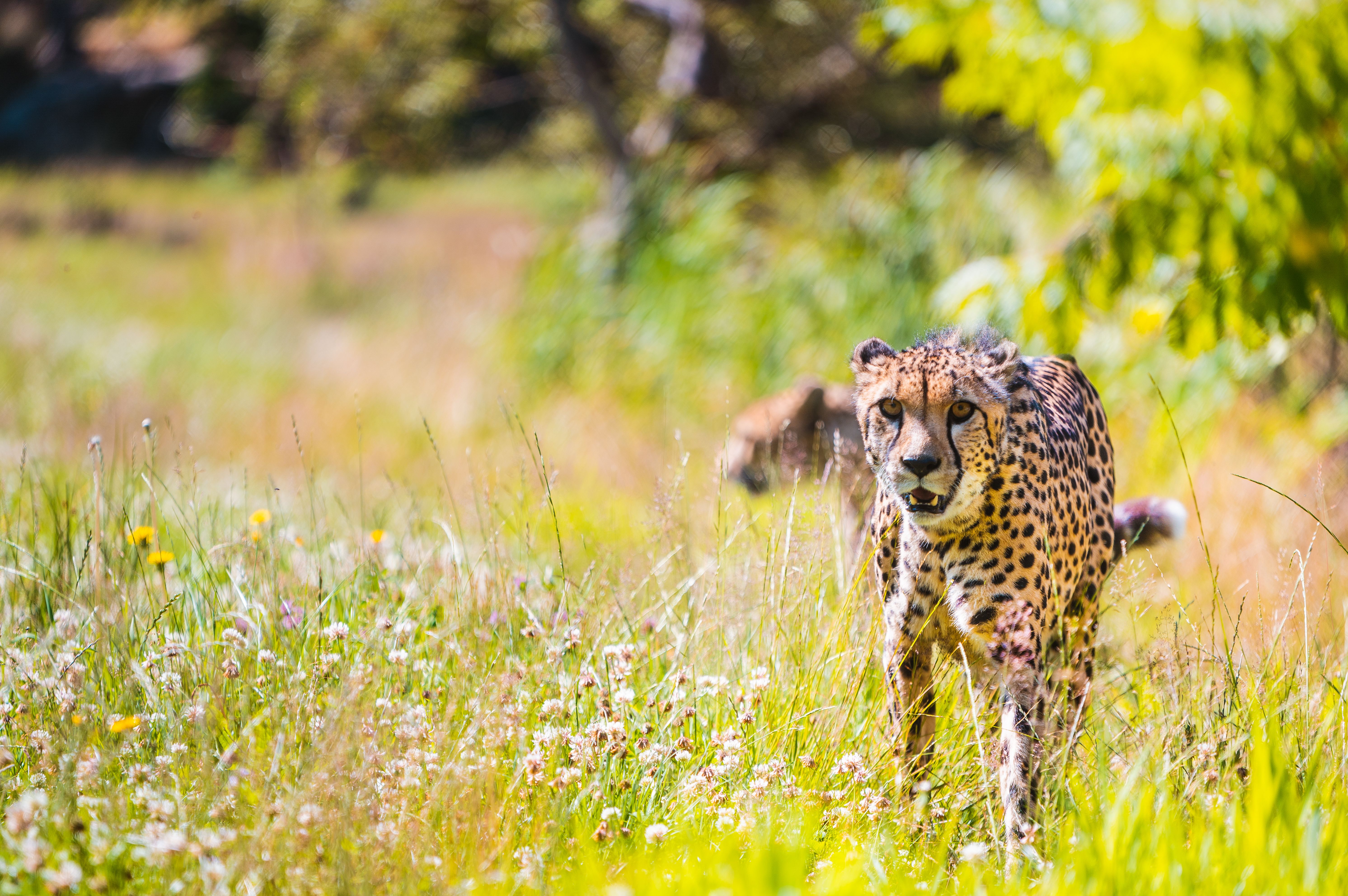 A cheetah in Kristiansand Dyrepark in Southern Norway