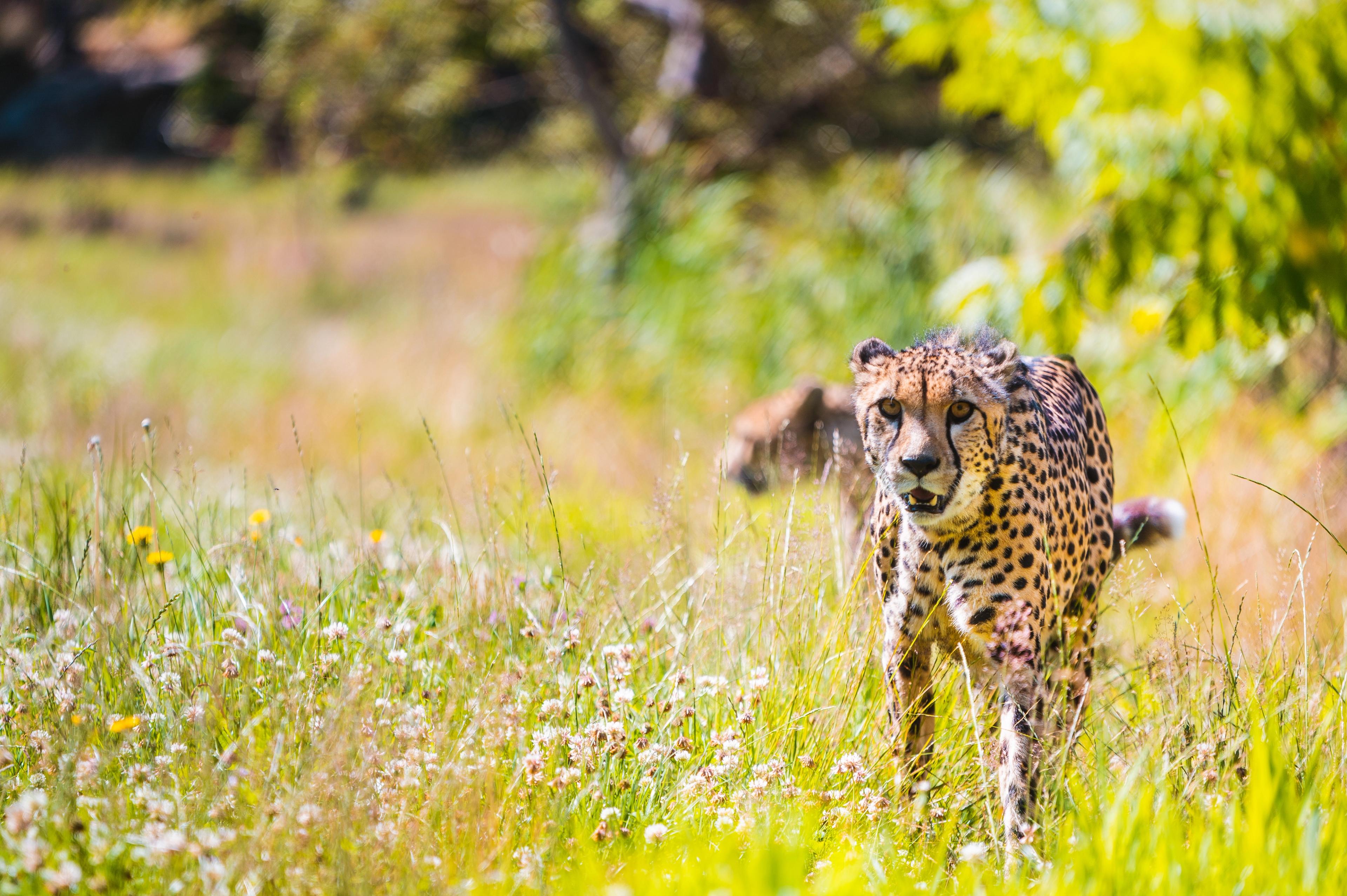 A cheetah in Kristiansand Dyrepark in Southern Norway