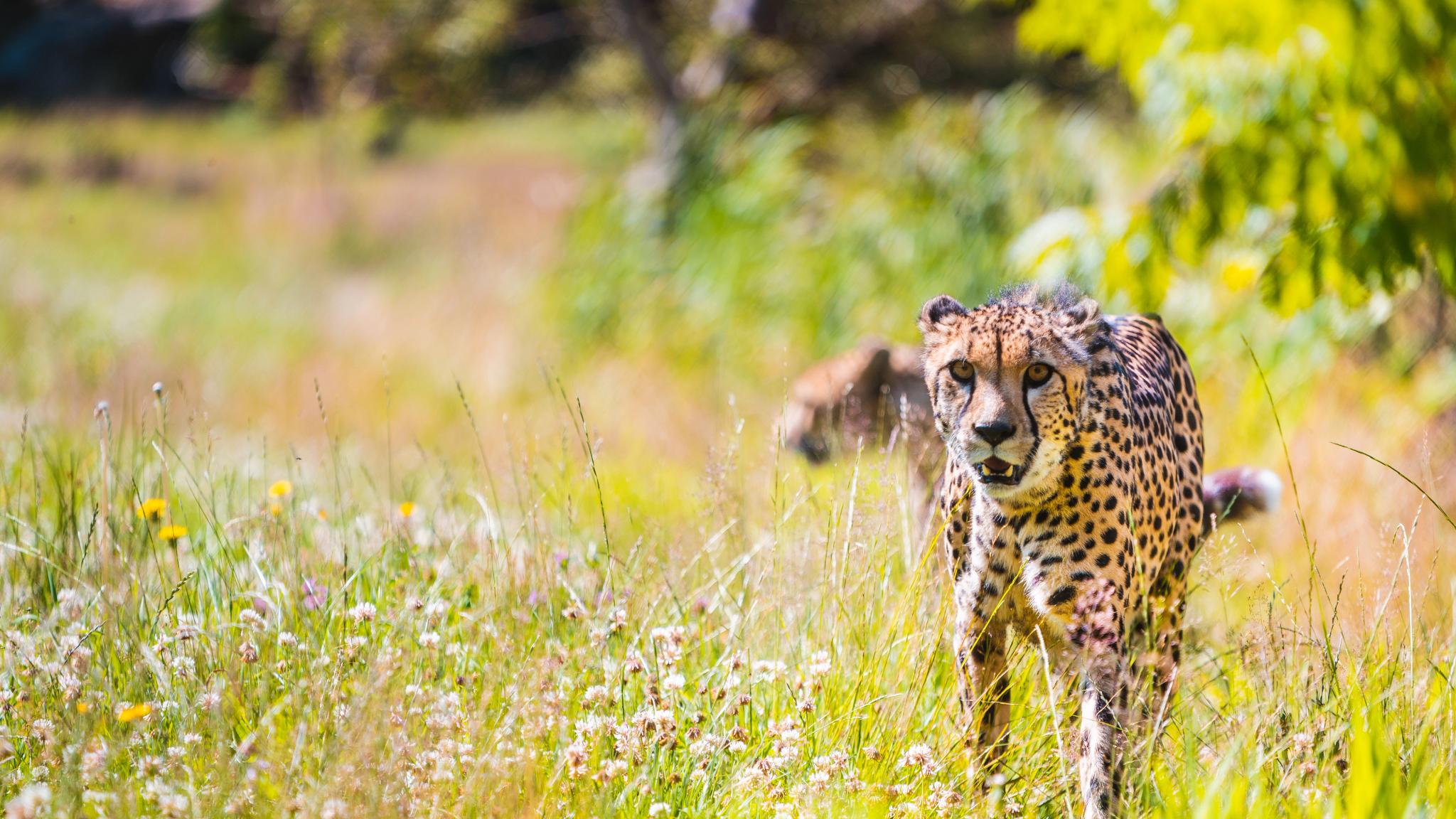 A cheetah in Kristiansand Dyrepark in Southern Norway