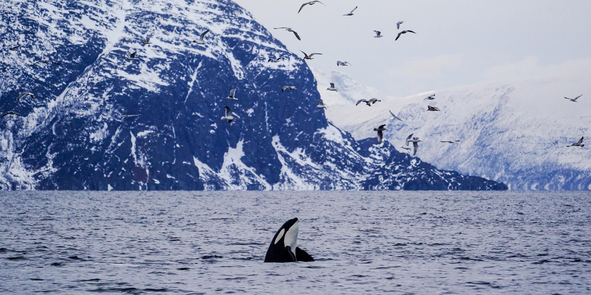 Silent Whale Watching by Brim Explorer