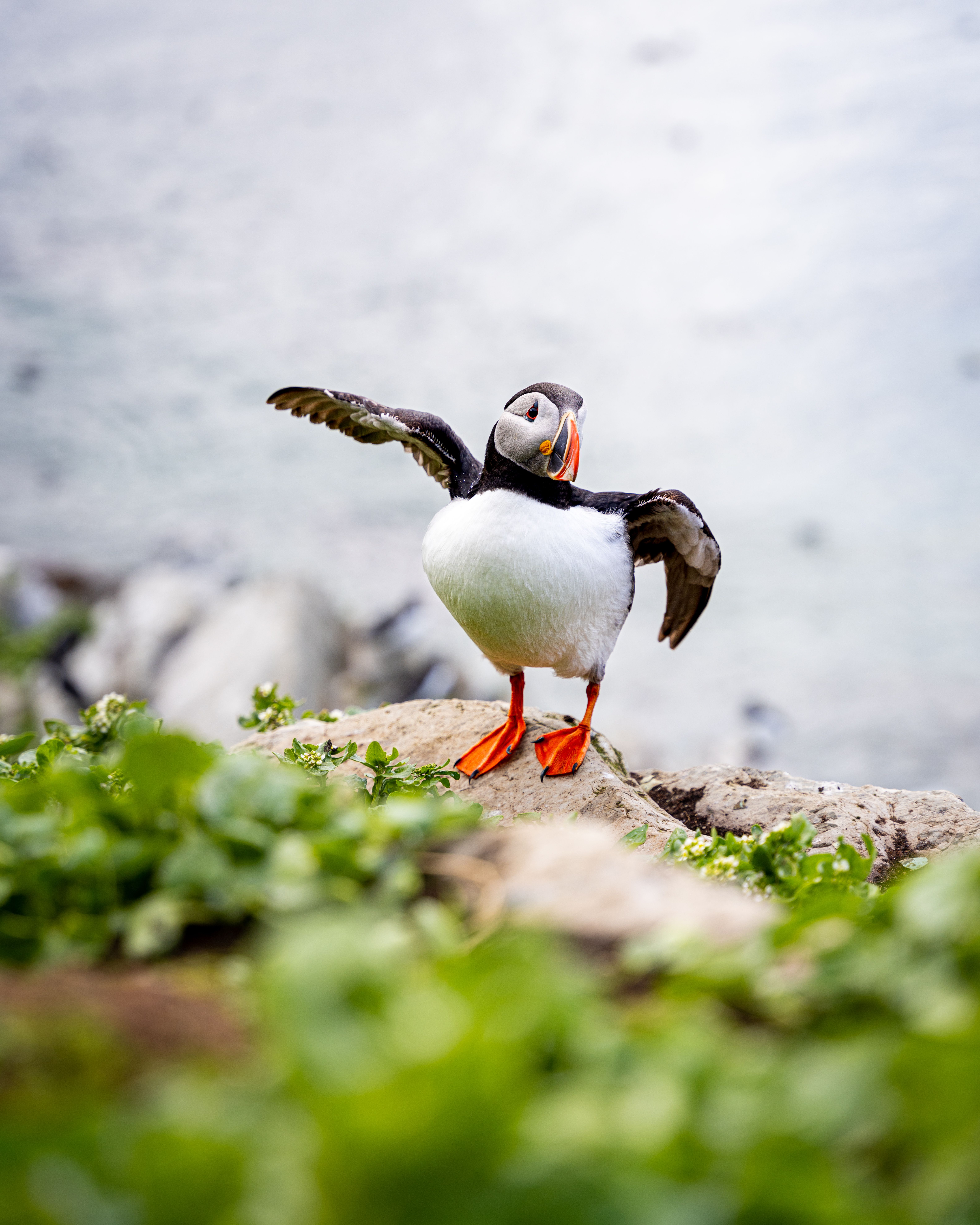 An Atlantic Puffin at Hornøya outside of Vardø in Varanger, Northern Norway