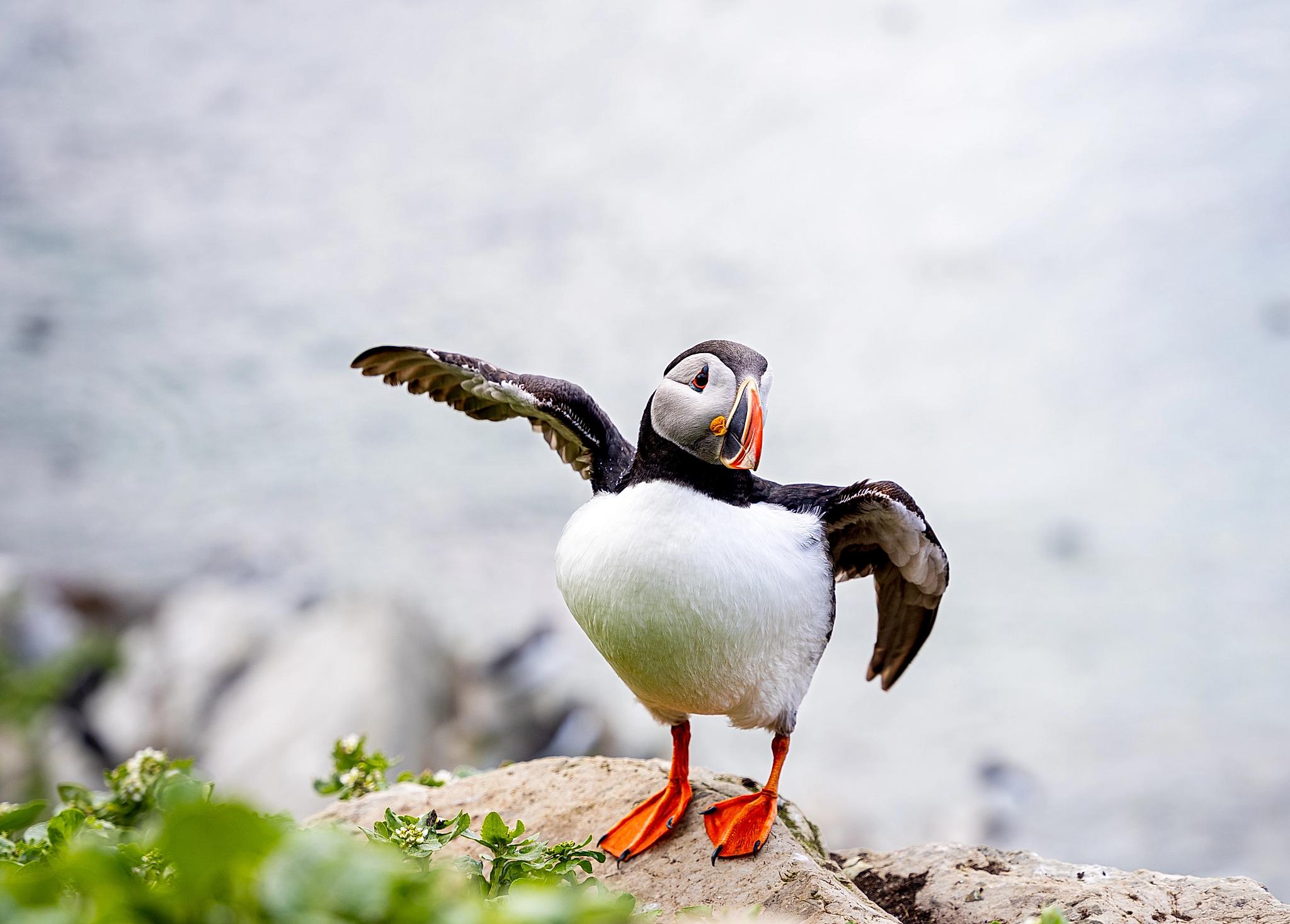 An Atlantic Puffin at Hornøya outside of Vardø in Varanger, Northern Norway