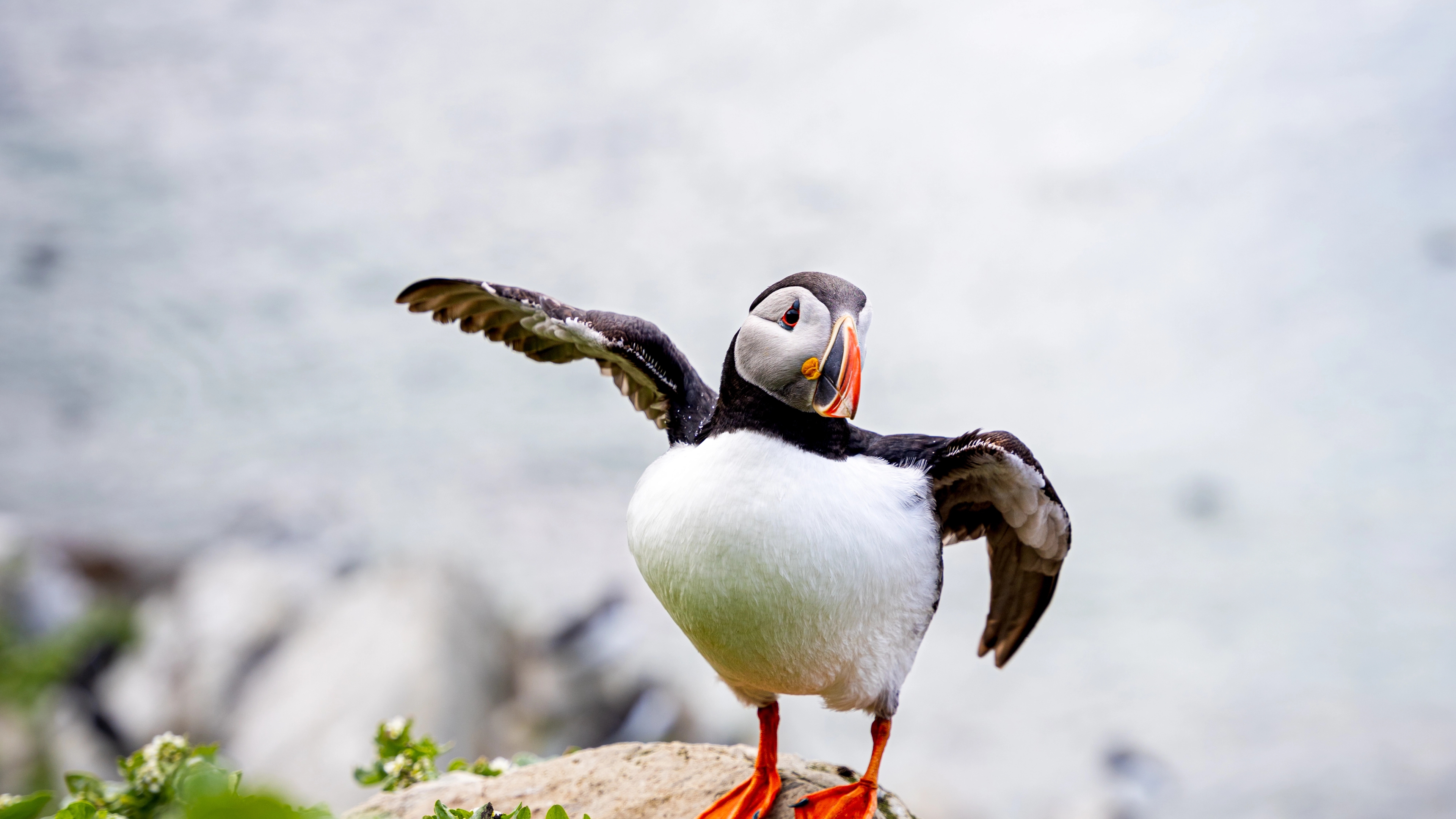 An Atlantic Puffin at Hornøya outside of Vardø in Varanger, Northern Norway