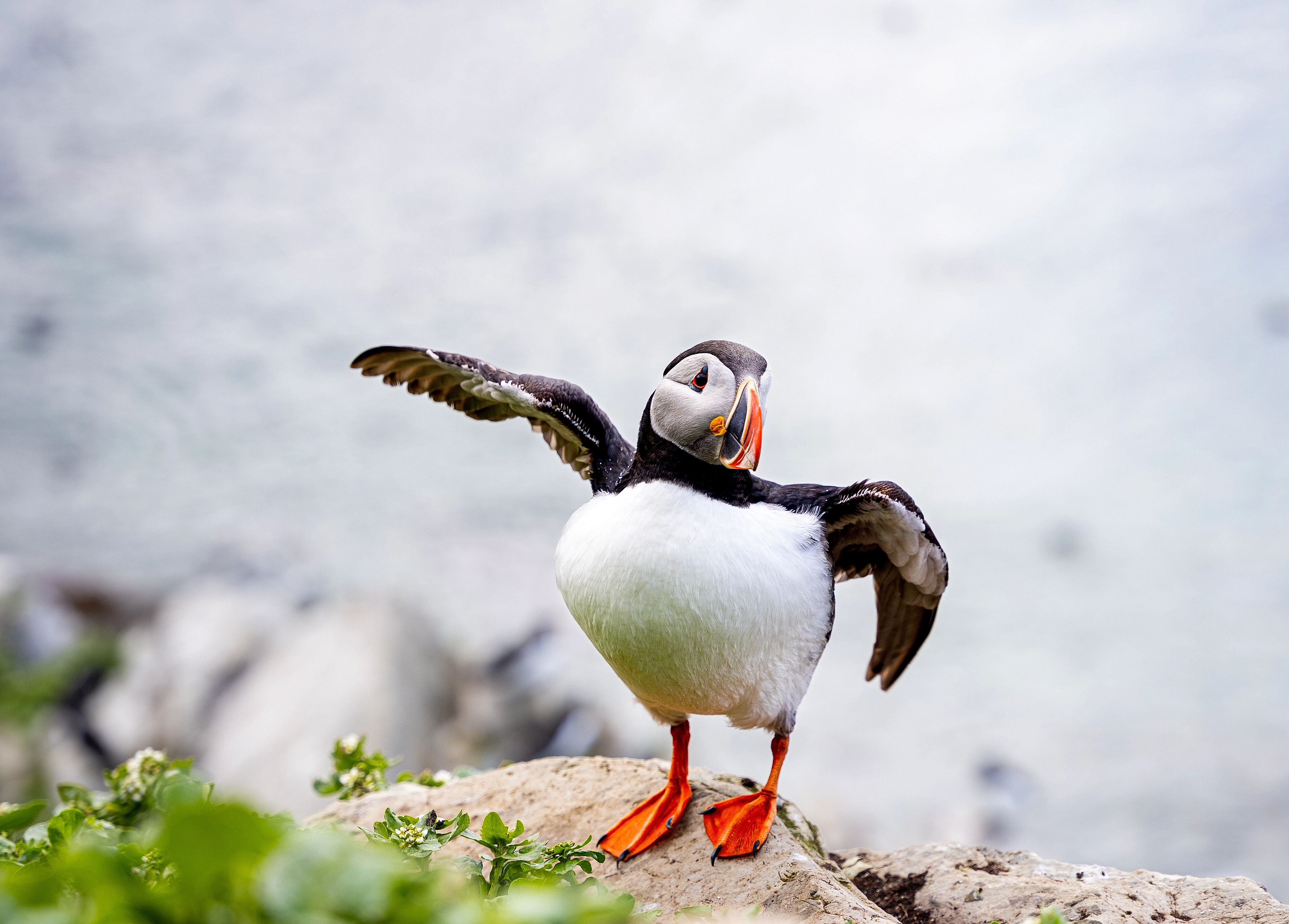 An Atlantic Puffin at Hornøya outside of Vardø in Varanger, Northern Norway
