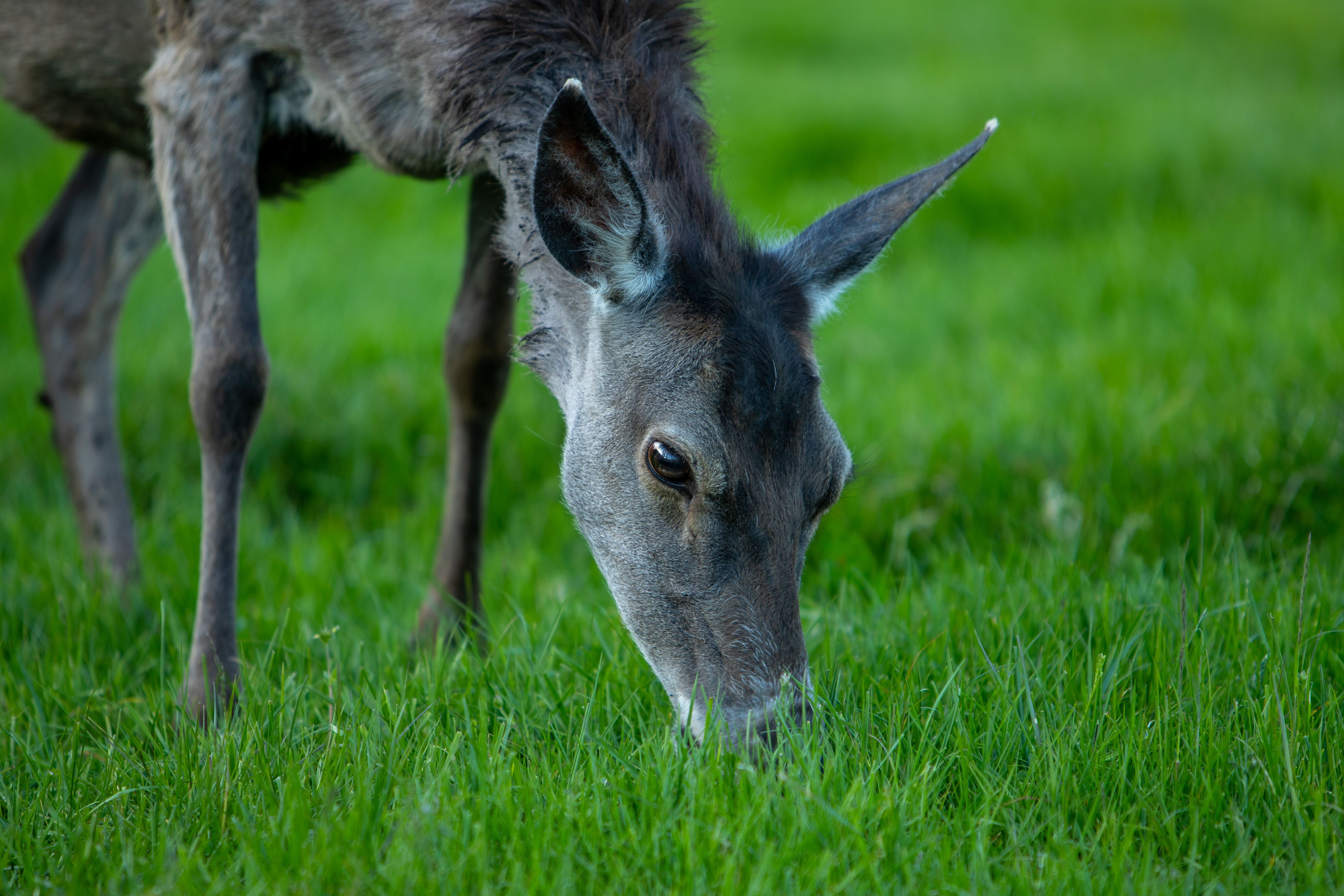 A deer grazing at the Norwegian Deer Centre